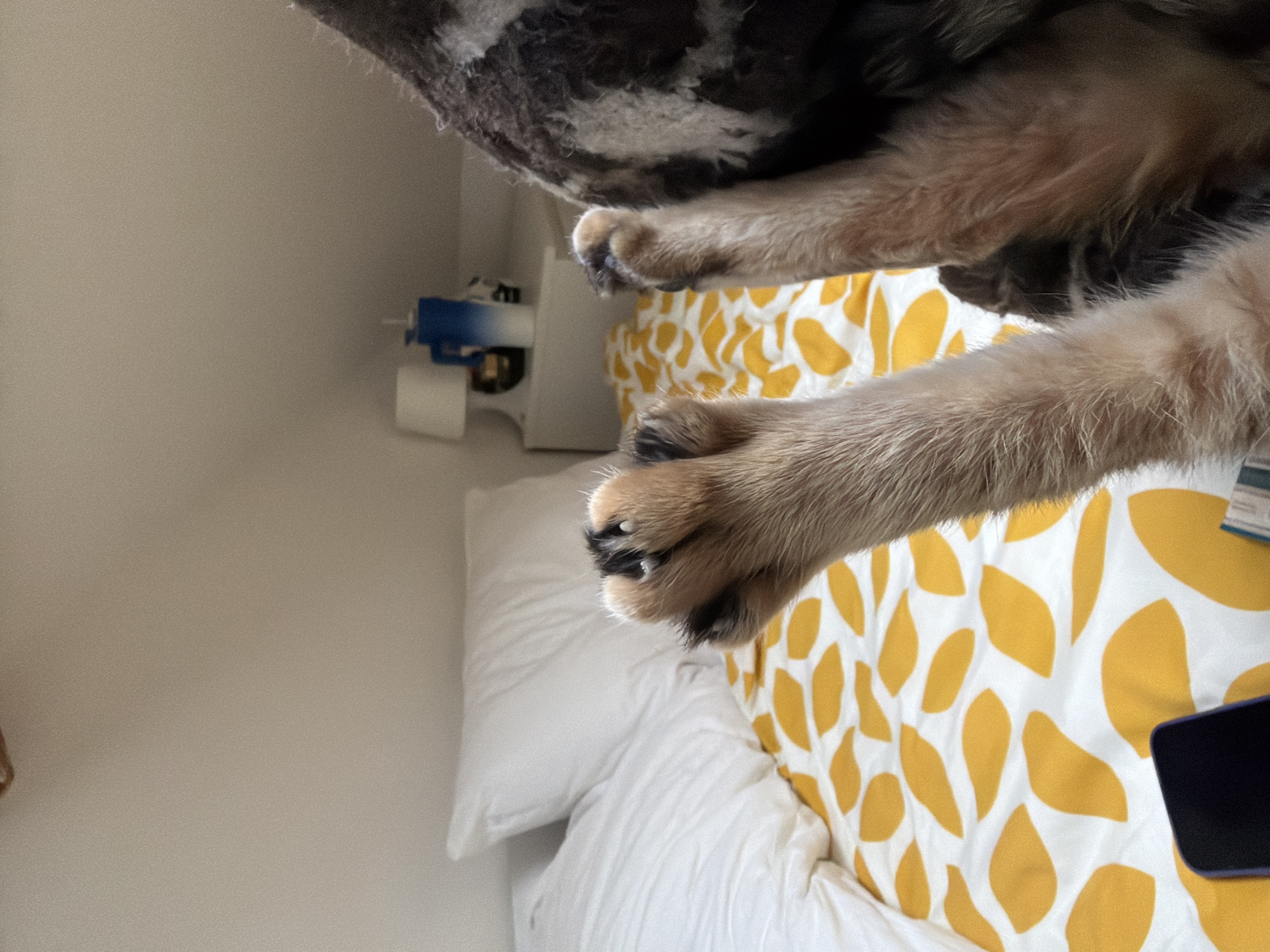 A close-up shot from a low angle features a dog's paws and legs hanging over the edge of a bed. The bed is made with white sheets and pillows, and one pillow has a yellow leaf pattern. A black smartphone rests on the bed. A gray, furry pet bed is situated above the dog's legs. The background includes a white wall with a small, indistinct white and blue object. The location is not possible to determine from the image.