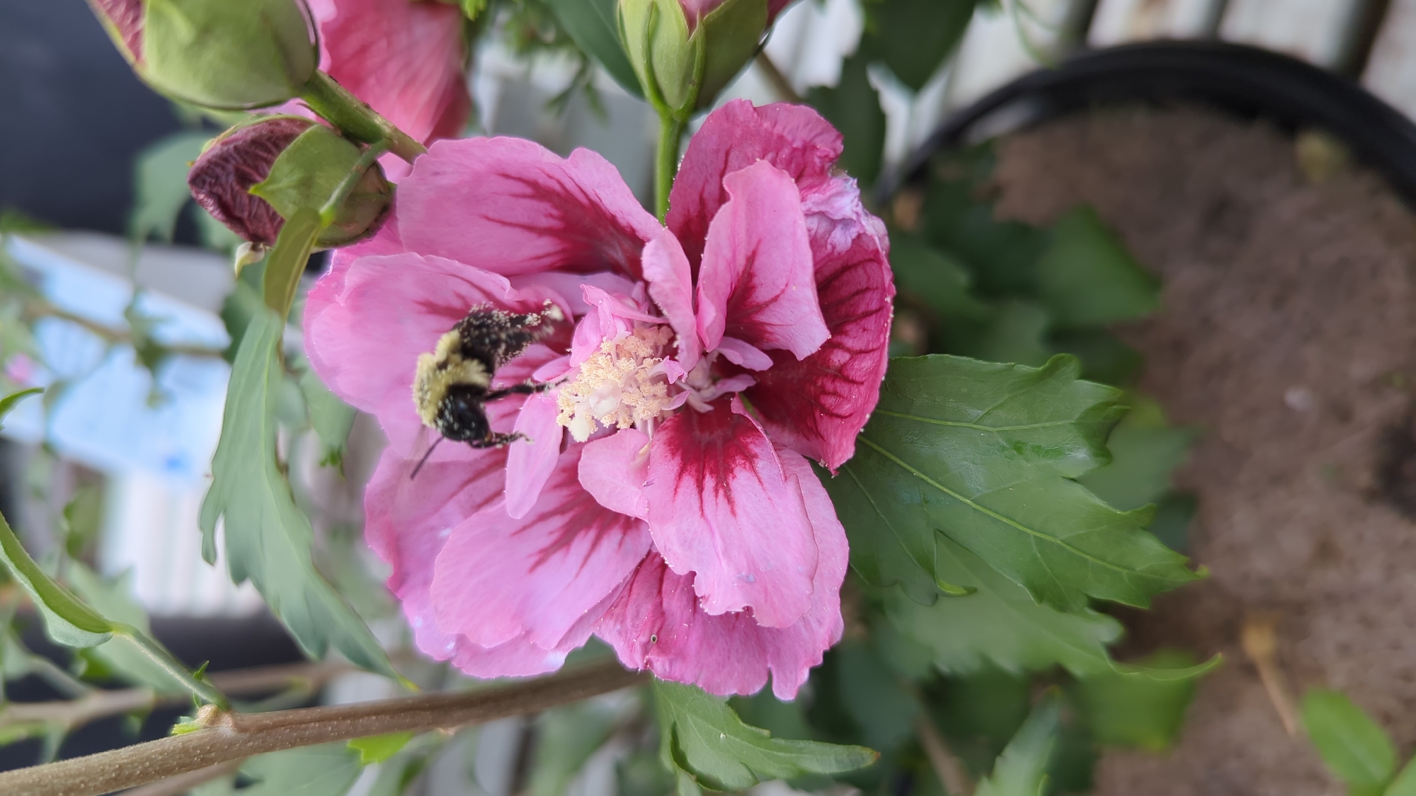 A close-up, eye-level shot captures a bumblebee with pollen-dusted yellow and black markings perched on a vibrant pink hibiscus flower. The flower exhibits a deep pink center and delicate, translucent petals with a lighter pink hue. Its reproductive parts are visible in the center. Surrounding the flower are lush green leaves and a partially visible dark pot filled with soil. In the background, out-of-focus elements suggest an outdoor setting, possibly a garden or patio. The image is sharp and detailed, highlighting the textures of the bee's fuzzy body and the flower's delicate structure. There is no discernible location in Laval, Canada, specified within the image itself.