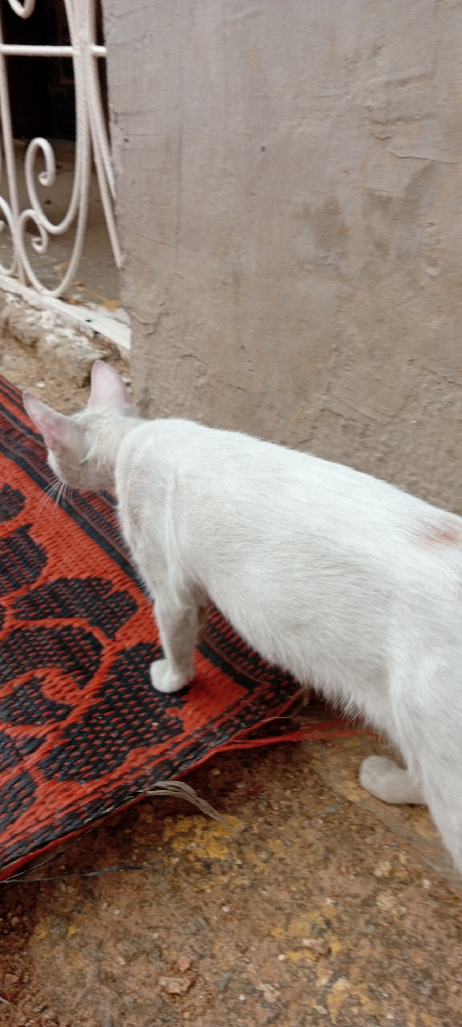 A white cat with visible pink inner ears and sparse reddish-brown markings on its back is captured mid-stride, moving leftward across a red and black patterned woven mat. The mat is positioned on reddish-brown earth, which displays patches of yellow and small debris. In the left background, a segment of a white metal decorative railing is present. To the right, a textured light brown concrete wall forms the background. The scene is located in Dorayi, Nigeria.