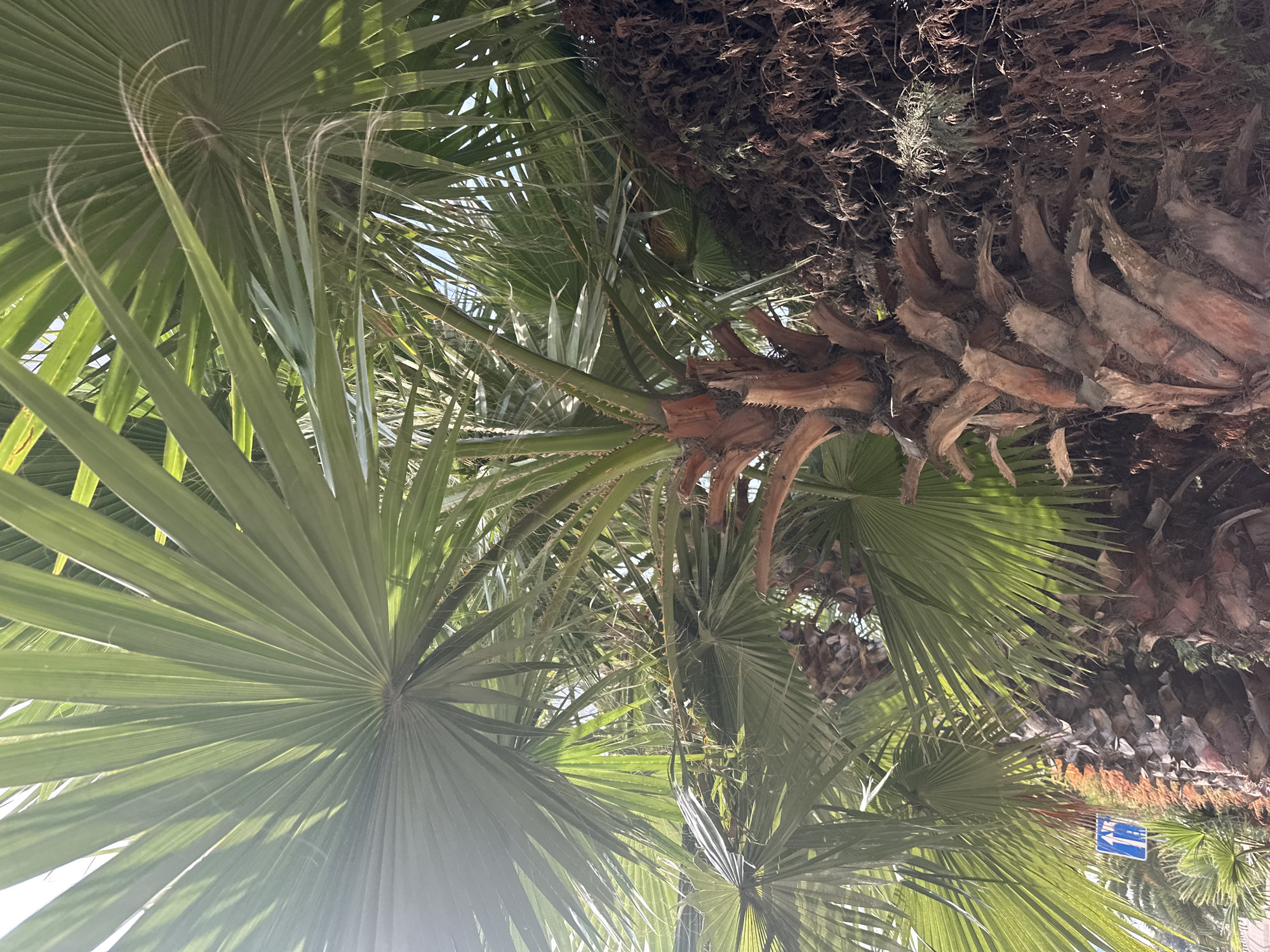 This image captures a close-up view of several palm trees, their fronds dominating the frame with vibrant green hues, some catching the sunlight. The texture of the palm trunks is rough and fibrous, with dried, brown frond bases clinging to the bark. In the lower left corner, a blue traffic sign with a white arrow pointing left is visible, indicating a direction. The scene appears to be outdoors, with hints of a bright sky peeking through the foliage. The overall impression is one of lush, tropical vegetation, possibly in a park or along a street. Based on the presence of palm trees and the specific traffic sign, this location is identified as the city of Sochi, Russia.