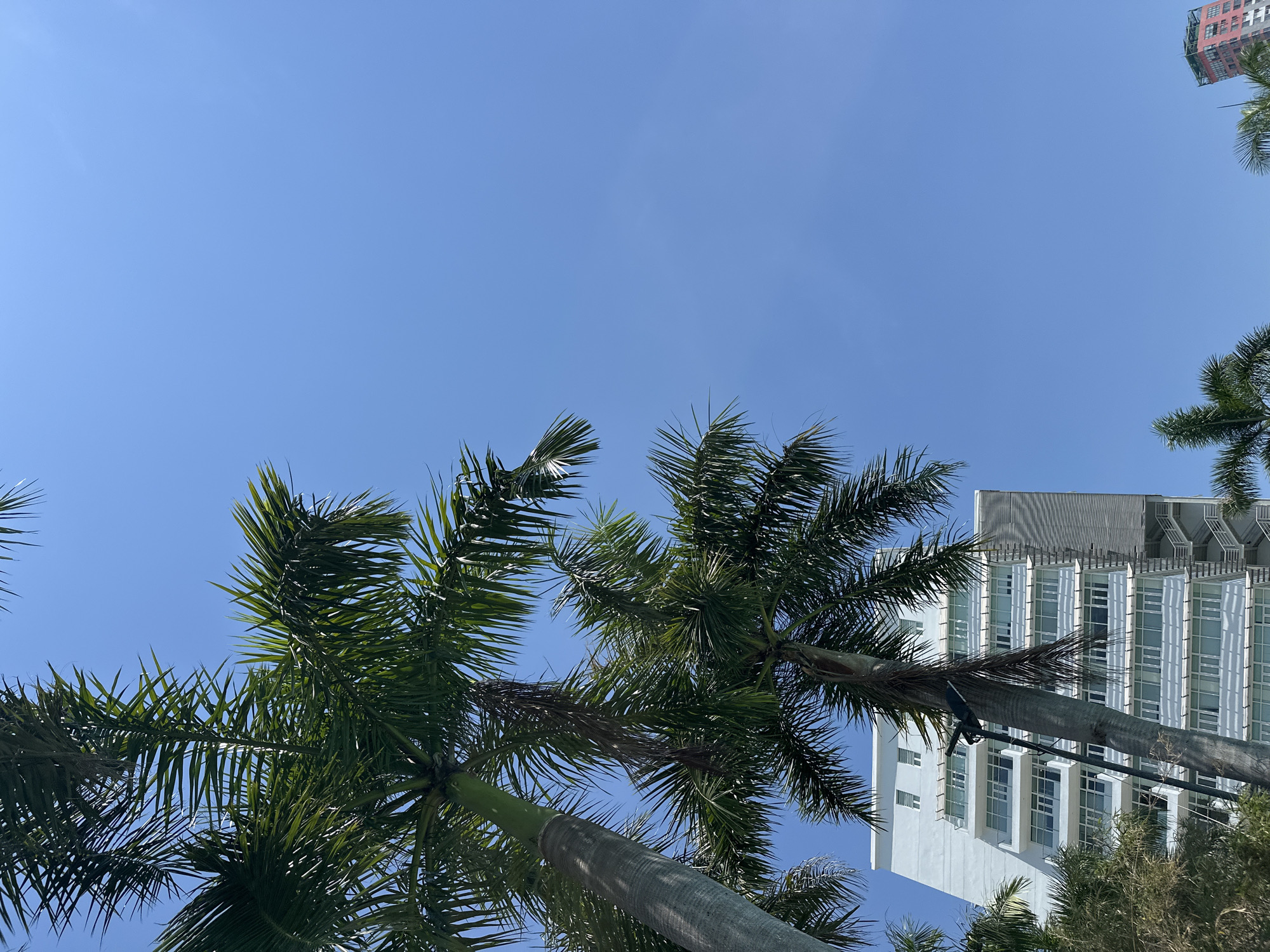 A low-angle shot captures a bright, clear blue sky with several palm trees in the foreground. The palm trees are tall and green, with feathery fronds extending upwards. Behind the palm trees, a modern, light blue building with multiple floors and balconies is visible. The building has a contemporary design with many windows. To the far right of the frame, a portion of a taller, red-accented building can be seen, hinting at a cityscape. The scene appears to be located in Nha Trang, Vietnam, a coastal city known for its palm-lined beaches and modern architecture.