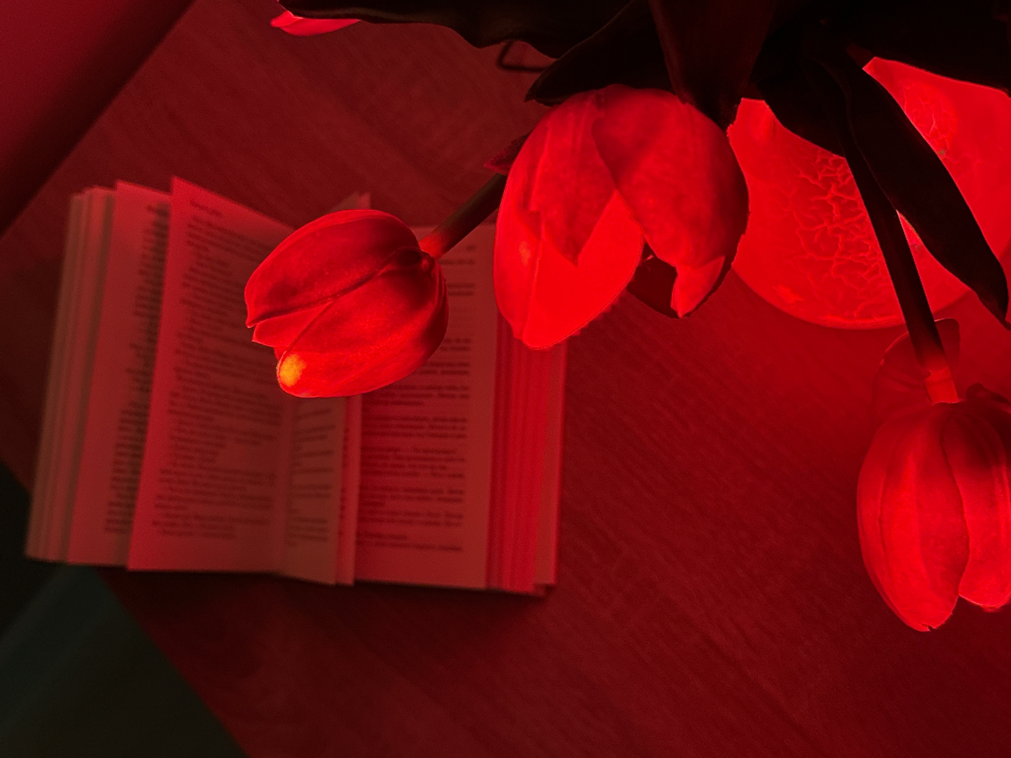 A close-up, high-angle shot captures a stack of open books illuminated by a vibrant red light, with several red tulips placed in front of them. The books are laid flat, with their pages fanned out and text visible. The tulips are arranged in a cluster, with some petals unfurled and others still closed. The lighting casts a deep red hue over the entire scene, creating a dramatic and atmospheric effect. The background is a deep red, suggesting a table or surface. The overall impression is one of still life, with a focus on the interplay of light, color, and texture.