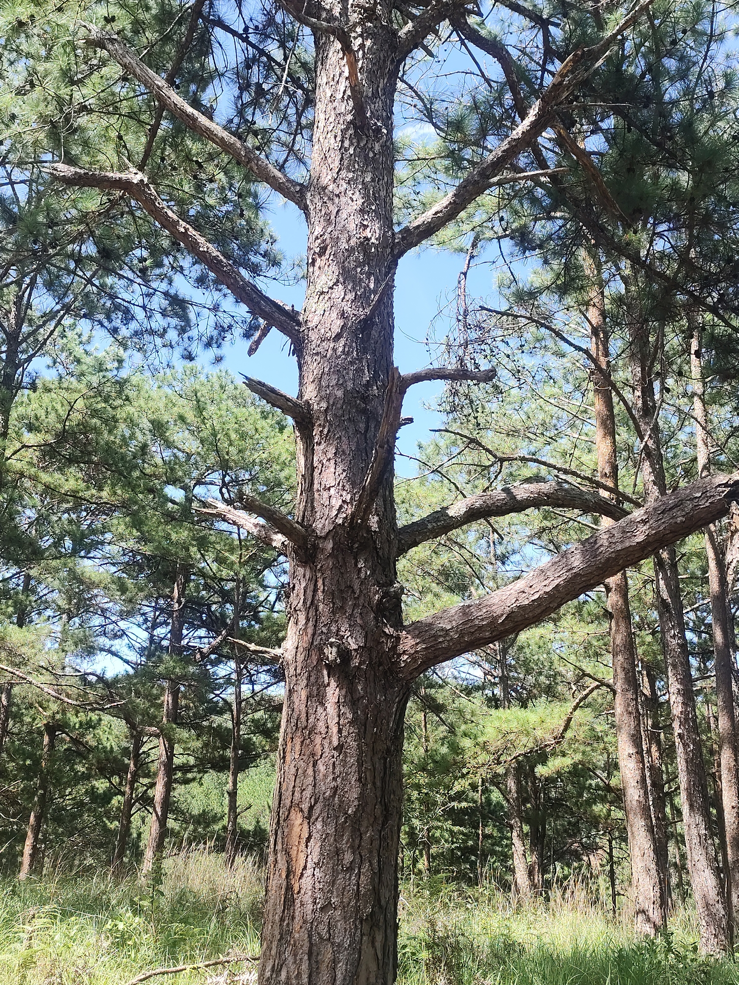 An eye-level, vertical shot captures the trunk and branches of a large pine tree in Da Lat, Vietnam. The tree's rough, textured bark is a prominent feature, with its branches extending outward and upward, forming a canopy against a clear blue sky. Dense green pine foliage fills the background, interspersed with other tree trunks, suggesting a forest setting. Tall, dry grasses and some green vegetation are visible at the base of the trees. The lighting indicates a sunny day.