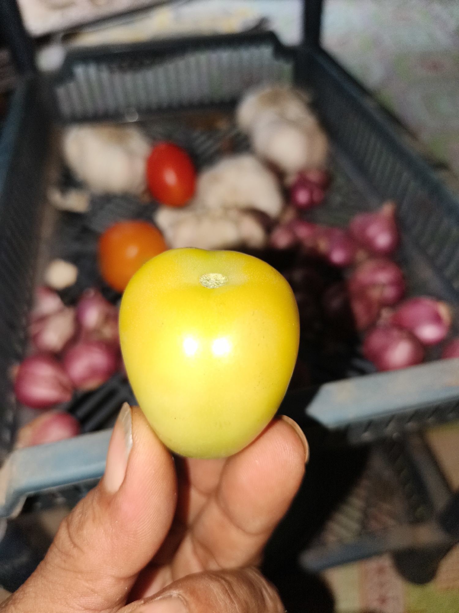 In Pelanjau Jaya, Indonesia, a close-up shot focuses on a person's hand holding a bright yellow tomato. The background, slightly out of focus, reveals a dark plastic container filled with various ingredients. Shallots, with their characteristic purple skin, are piled in the lower right, while other items, possibly garlic or more tomatoes, are visible in the upper portion. A red tomato and an orange tomato are also present within the container. The scene appears to be set indoors, likely in a kitchen or storage area, with the ambient lighting casting soft shadows.