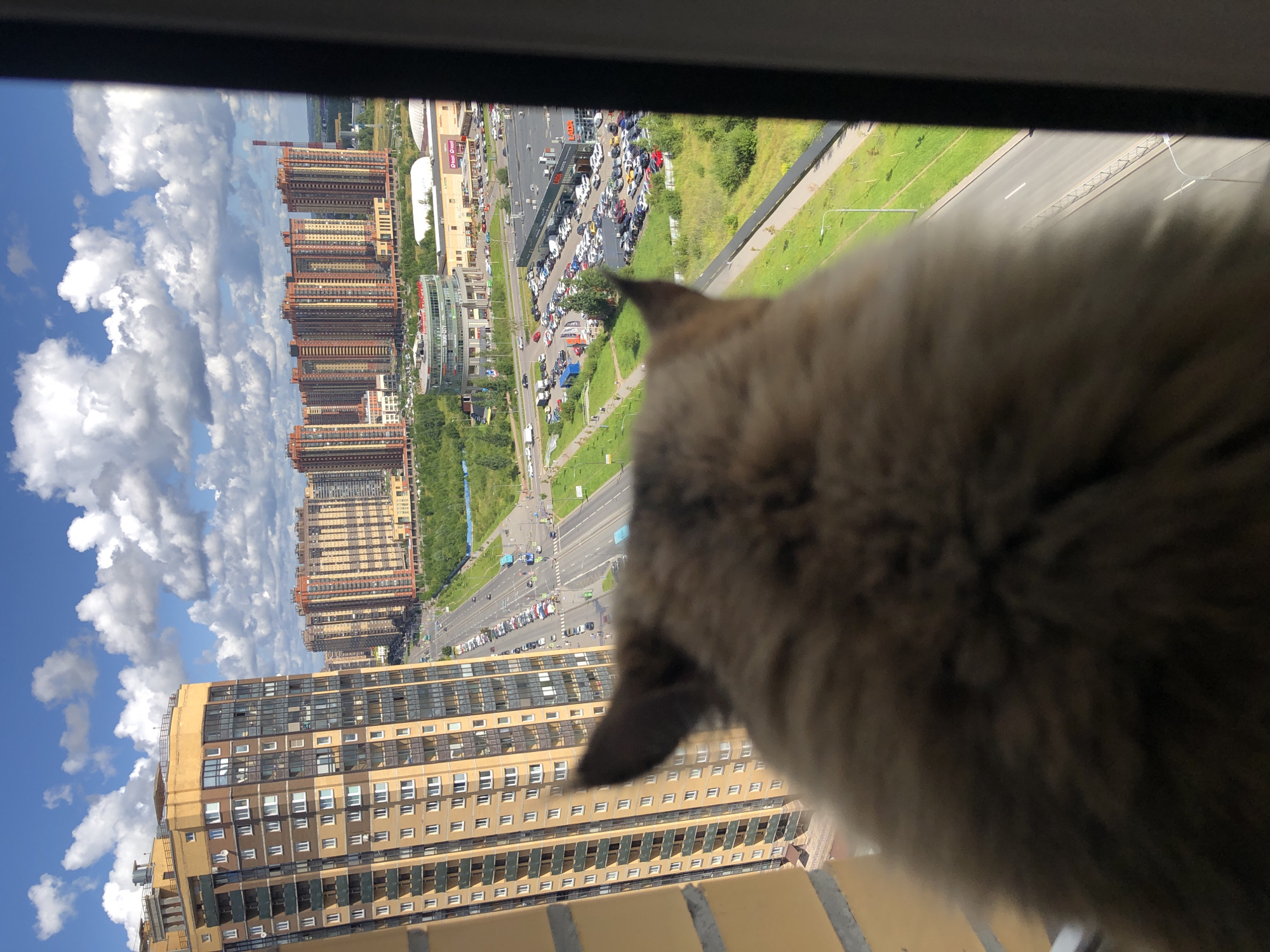 A high-angle, medium shot shows the back of a fluffy cat's head and ears as it looks out a window at a sprawling urban landscape under a partly cloudy blue sky. The cat's fur is a mix of brown, gray, and white. To the left, a tall, modern apartment building with a yellow facade and numerous windows dominates the frame. In the middle ground, a wide road stretches into the distance, lined with parked cars and trees. Beyond the road, a series of multi-story apartment buildings with beige and orange facades are visible, forming a dense urban skyline. A large, circular building with a glass facade and the text "TOUCITY CITY" is situated in the mid-ground, with a large retail store with a gray roof and "LADA" signage to its right. The environment is a modern, densely populated city with extensive infrastructure.