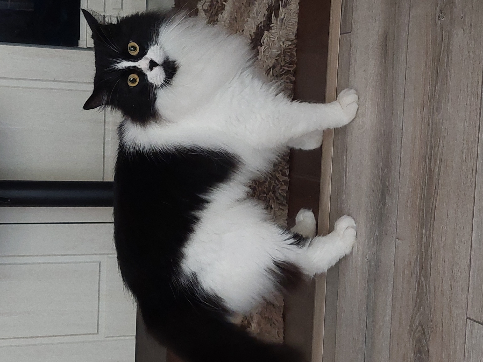 A fluffy black and white cat with striking yellow eyes is the central subject, looking directly at the camera with a curious, head-tilted expression. The cat has long fur, prominent white whiskers, and a tuxedo pattern with black fur covering most of its body and head, contrasting with white fur on its chest, belly, paws, and muzzle. The cat appears to be sitting or lying on a light-colored, textured rug, which is partially visible. Adjacent to the rug is a light-toned wooden floor with vertical planks. In the background, part of a white paneled door or cabinet is visible, with a dark horizontal element above it. The scene is indoors and well-lit. No text is visible.