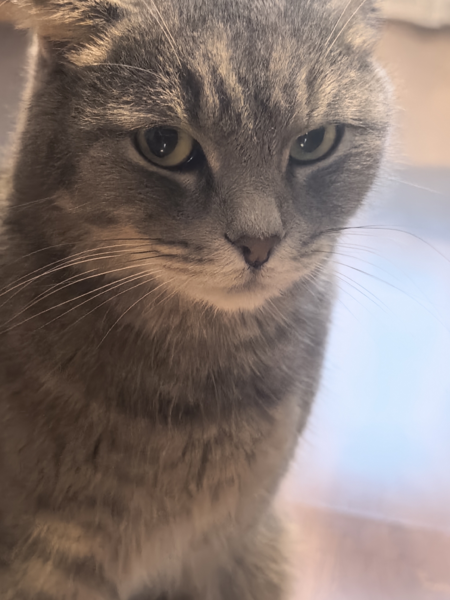 An extreme close-up shot focuses on the face of a gray tabby cat. The cat's fur is finely detailed, showing stripes and a soft texture. Its large, round eyes are a light green with dark pupils, and they gaze slightly downwards. The cat's whiskers are long and white, fanning out from its muzzle. Its nose is a small, dark triangle. The background is softly blurred, with a gradient of light blues and warm pinkish-orange hues, suggesting an indoor setting near a window with diffused light. The focus is entirely on the cat's facial features.