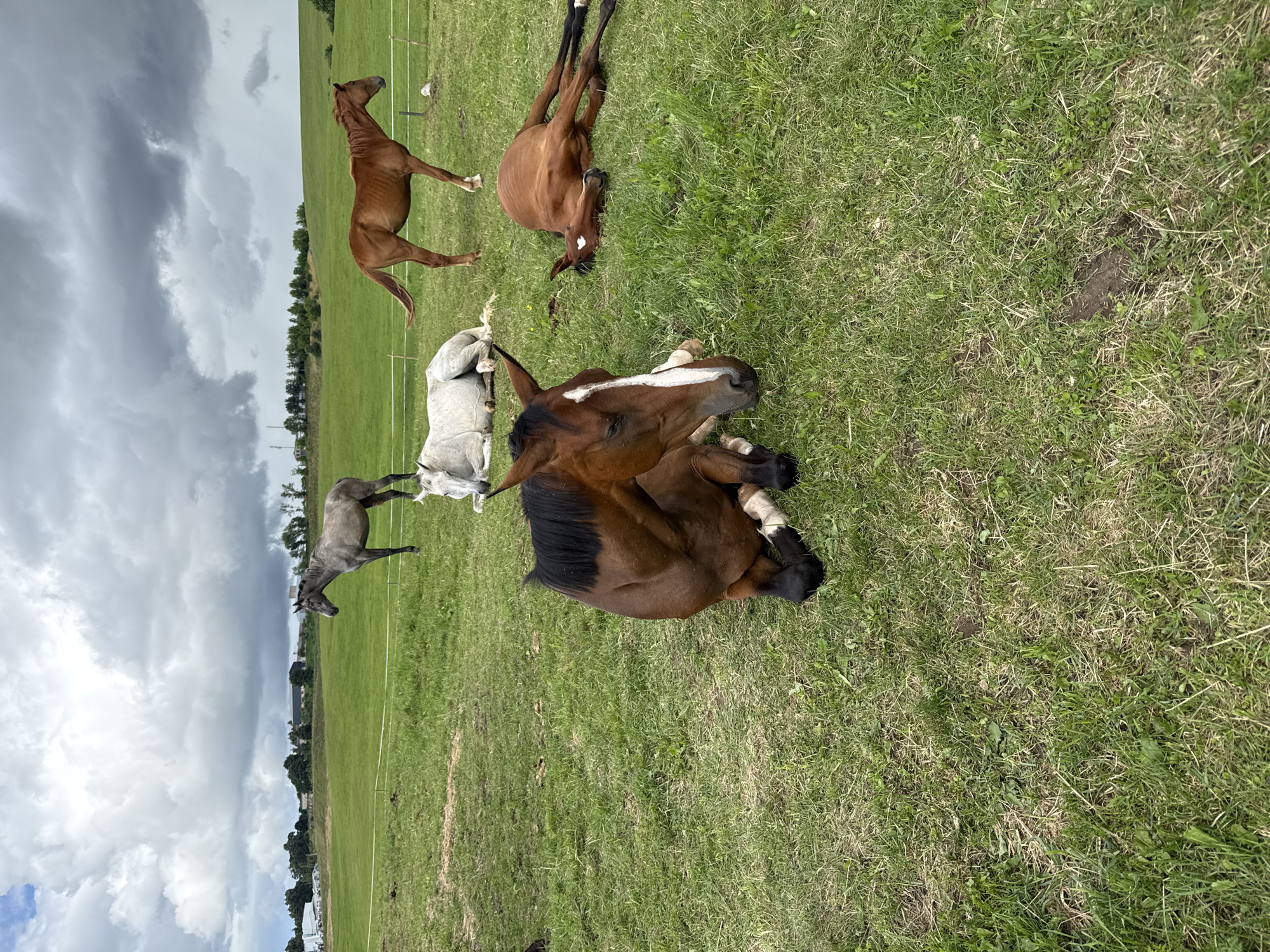 In the city of Galinė, Lithuania, a herd of horses is observed in a grassy pasture under a cloudy sky. The foreground features a brown horse lying down on its side, with its head turned to the right. To its right, a reddish-brown foal is also lying on its side, its head resting on the ground. In the mid-ground, a white horse is lying down with its legs tucked beneath it. Behind the white horse, a brown horse stands with its head turned to the right. Further in the background, a grey horse stands near a white fence, looking to the left. The pasture is a vibrant green, with some sparse dry grass and patches of disturbed earth. In the distance, a line of trees borders the horizon, with some structures visible behind them. The sky is dramatic, filled with heavy, grey clouds that suggest an impending change in weather.