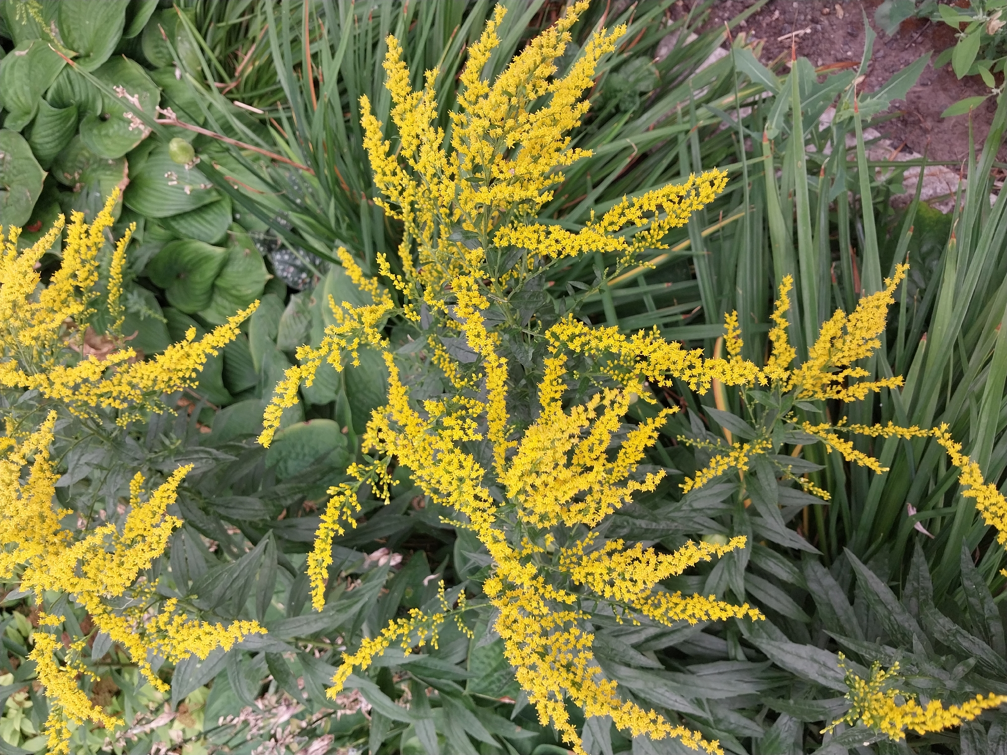 A close-up, outdoor, eye-level shot focuses on a clump of bright yellow goldenrod flowers. The flowers are clustered densely on thin, branching stems, creating an airy, feathery appearance. They are predominantly in the upper and middle sections of the frame, with some smaller clusters towards the bottom. The background is a mix of dark green foliage, including broad leaves and tall, slender blades of grass. The ground is visible at the bottom right, appearing as dry, disturbed soil with some scattered small green plants. The lighting suggests an overcast or shaded day. The image was taken in Doslidne, Ukraine.