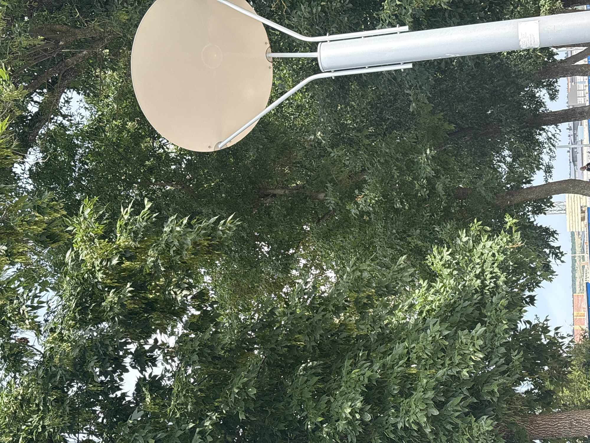 This image depicts a street scene in Mikhaylovsk, Russia, featuring lush green trees that dominate the frame. A modern light fixture with a beige circular shade and a silver pole is partially visible on the right side of the image. The trees have abundant foliage, with some branches laden with seed pods, suggesting a late spring or summer setting. In the background, a faint glimpse of buildings and infrastructure can be seen, along with a clear sky. No specific actions or interactions are discernible among any individuals present. The overall impression is one of a well-treed urban or park environment.