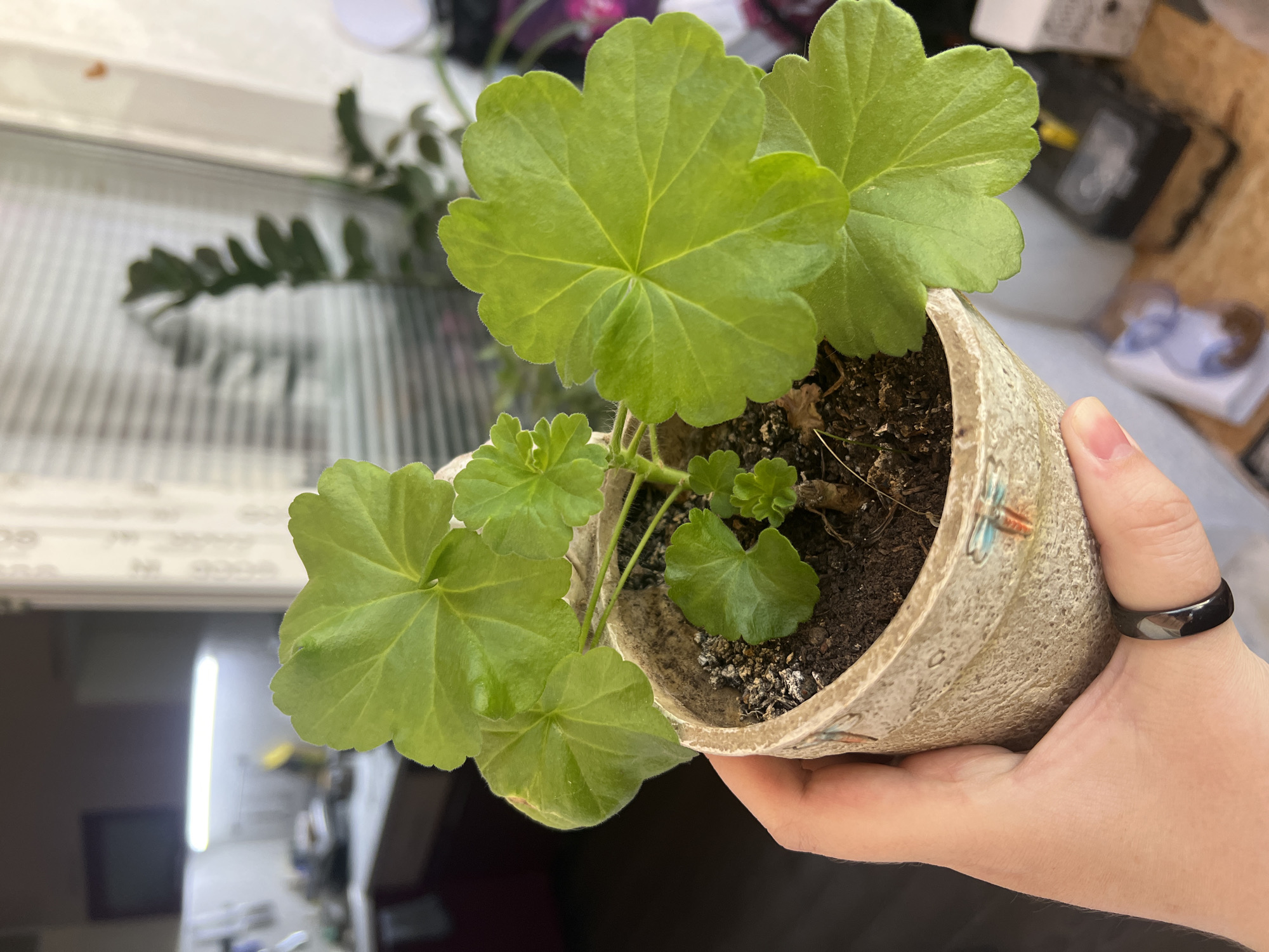 A hand holds a potted plant, likely a geranium, with healthy green leaves and textured soil in a cream-colored ceramic pot with decorative dragonfly motifs. The person wearing a dark ring. The background is blurred, showing a window with venetian blinds and hints of other indoor plants and objects. The location is not determinable from this image.