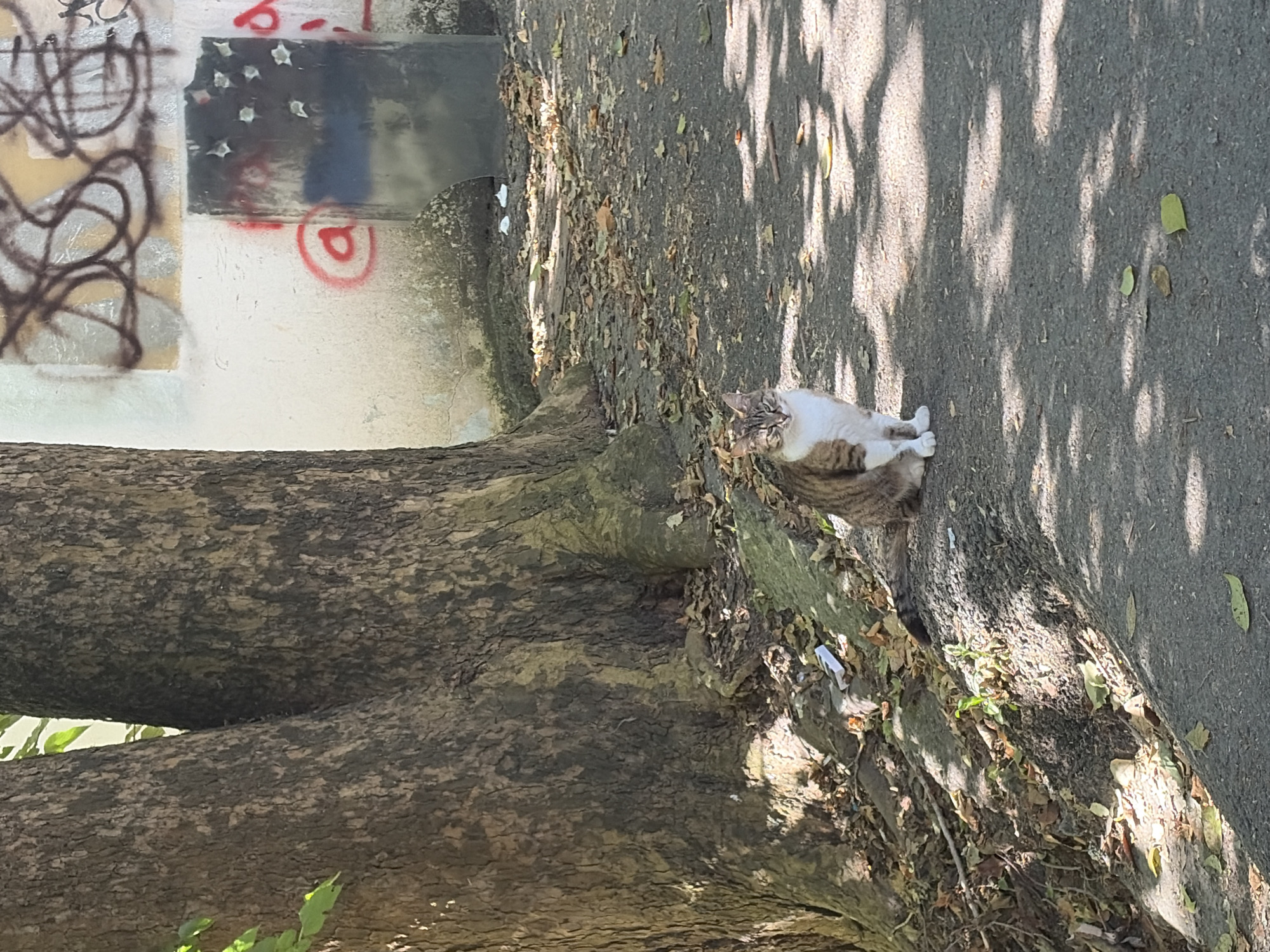 A tabby and white cat is sitting on a paved surface near the base of two large trees. The ground is covered with fallen leaves and some debris. In the background, a textured wall with graffiti is visible. The scene appears to be outdoors in an urban or park-like setting. No specific location in Sochi, Russia, can be determined from the image.