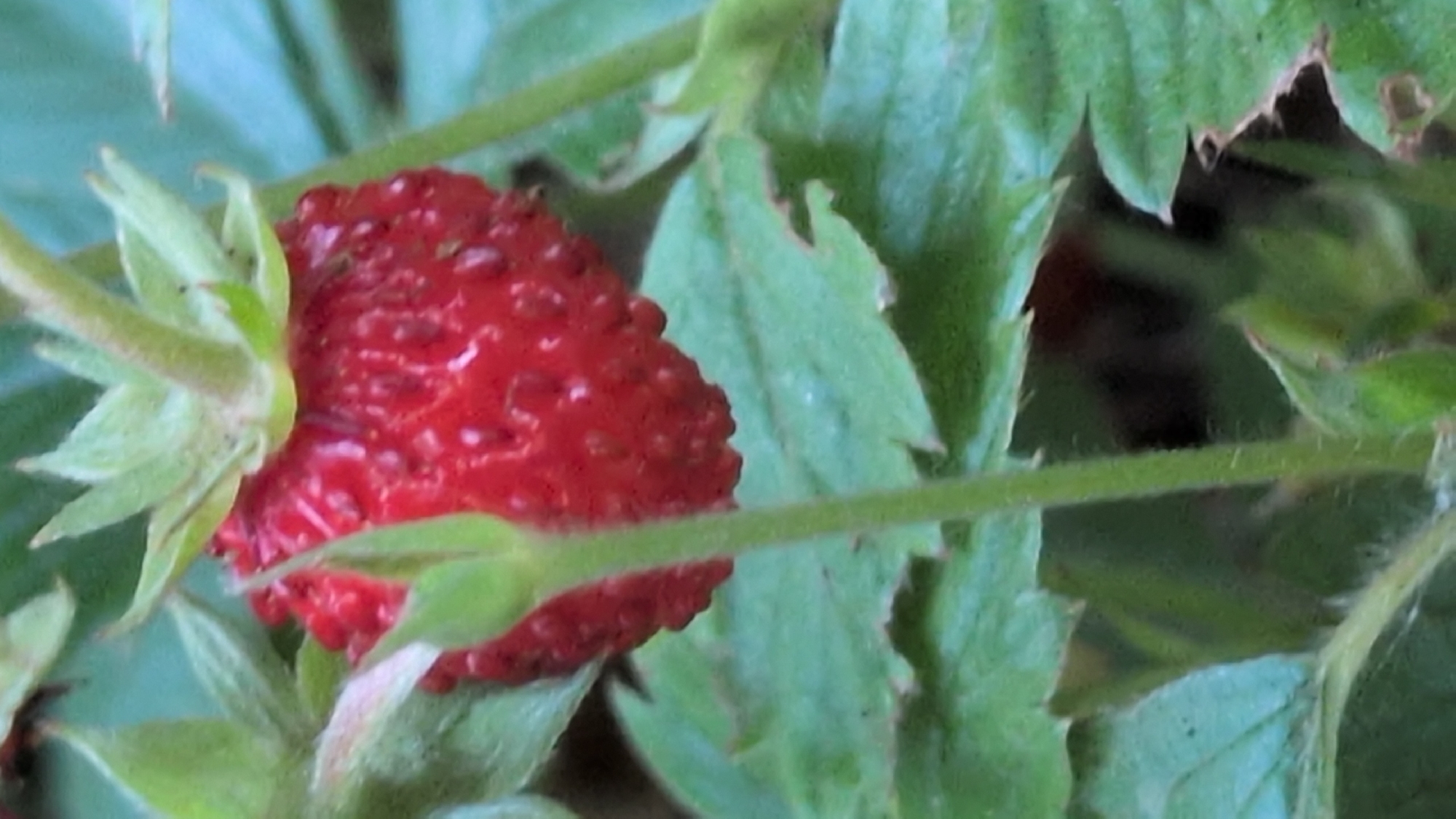 The image is a close-up, slightly out-of-focus photograph of a single, ripe red strawberry growing on its plant. The strawberry is positioned centrally in the frame, with its textured surface and numerous small seeds clearly visible. It is surrounded by its green leaves and stem, which are also in focus, though some are blurred due to the shallow depth of field. The leaves exhibit the typical serrated edges of strawberry plants. The overall impression is one of a natural, outdoor setting. The lighting appears to be soft, suggesting it could be daytime, perhaps overcast or in dappled sunlight, as there are no harsh shadows. The image was taken in Rastenberg, Germany, which provides a geographical context for the plant's natural habitat. No people or text are visible in the image, and no specific activity is depicted beyond the natural growth of the fruit. The focus is entirely on the detail and texture of the strawberry and its immediate surroundings.