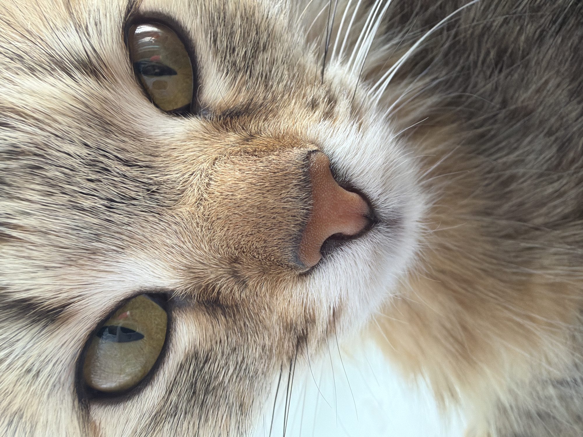 A close-up, slightly rotated image depicts the face of a cat. The cat has amber or light brown eyes. Its fur is a mix of brown, beige, and white tones, creating a tabby-like pattern. A pink nose is positioned centrally in the frame. Long, white whiskers extend from the cat's face.
There is no information regarding a location in Chaikovsky, Russia, in the image.