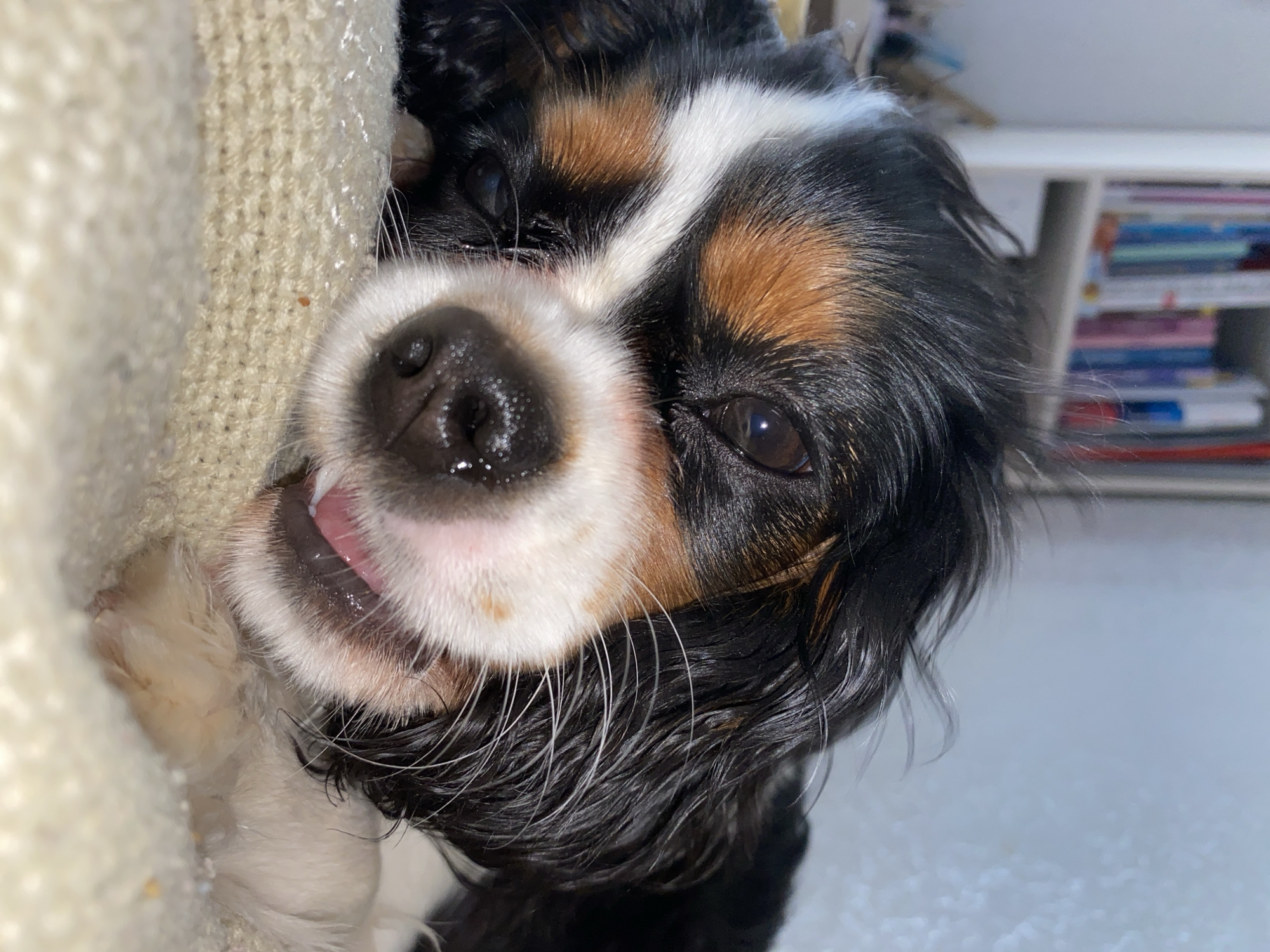 A close-up, tilted portrait shows a tri-color Cavalier King Charles Spaniel dog. The dog has a black, brown, and white coat. Its nose is wet and prominent. A pink tongue is slightly visible. The dog is leaning against a light-colored textured surface, possibly a piece of furniture. In the background, out of focus, is a white shelf with items on it. There is no evidence of the image being taken in Votkinsk, Russia.