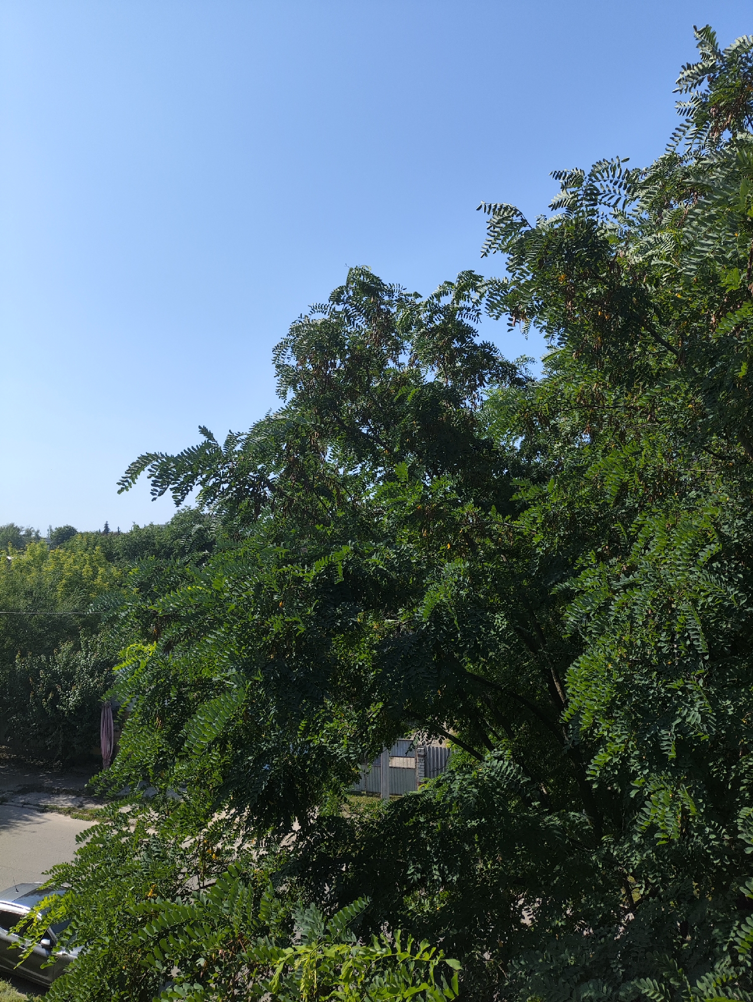 The image captures a view of lush green trees against a clear blue sky. In the foreground, dense foliage dominates the frame, with branches laden with leaves and some visible seed pods, suggesting a mature deciduous tree, possibly a Black Locust (Robinia pseudoacacia), common in this region. In the mid-ground and background, more trees create a layered effect, with a hint of a suburban or semi-urban environment peeking through. A paved road is visible in the lower left corner, with a silver car parked on its left side, partially obscured by the tree branches. A pink or red fabric, possibly a hanging blanket or banner, is visible on a structure behind the trees on the left. In the distance, a light-colored fence can be seen through a gap in the trees. The overall scene is brightly lit by sunlight, indicating it was taken during the daytime. While the specific location is not explicitly identified within the image itself, the context provided states it is in Kharkiv, Ukraine.