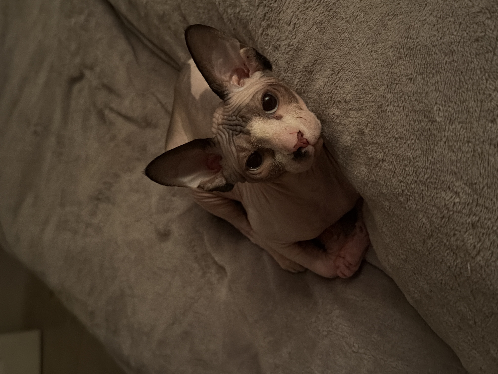 A hairless cat, likely a Sphynx, is lying on a textured, taupe-colored surface, possibly a blanket or cushion. The cat is positioned in the lower right quadrant of the frame, facing left with its head tilted slightly towards the camera. Its large, dark eyes are prominent, and its ears are characteristic of the breed, large and wide-spreading. The cat's skin appears wrinkled, particularly on its head and neck. Its body is curled, with its paws tucked underneath. The lighting is dim, creating shadows that highlight the texture of the surface and the cat's features. The background is uniformly dark and out of focus. No people are visible in the image. The scene appears to be indoors.