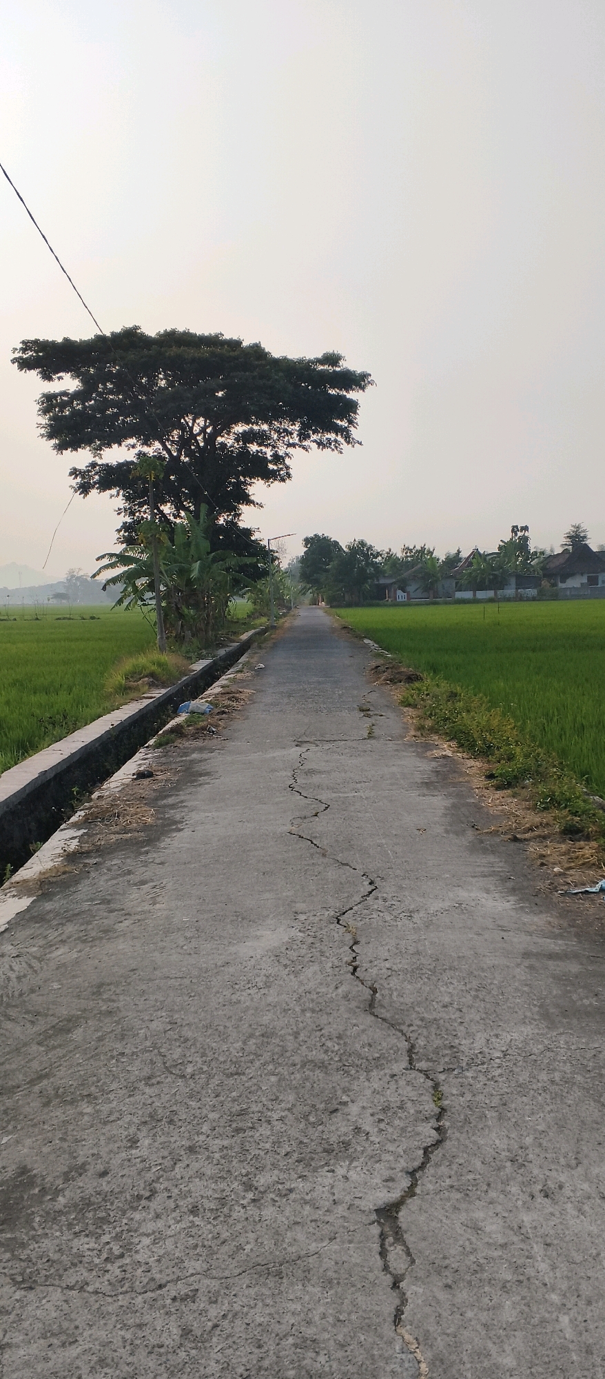 The image shows a straight, paved road in a rural area, possibly Japanan, Indonesia, as suggested by the presence of lush green rice paddies on either side of the road. The sky is overcast, casting a soft light on the scene. A large, mature tree with a wide canopy stands prominently on the left side of the road, casting a shadow. To the right of the tree are banana plants. A concrete drainage ditch runs alongside the left side of the road, containing some debris. Further down the road, on the right side, several houses with traditional roofs are visible amidst more greenery and trees. The road itself is cracked and weathered, indicating age and use. The overall impression is one of a serene, agricultural landscape bathed in the gentle light of early morning or late afternoon.
