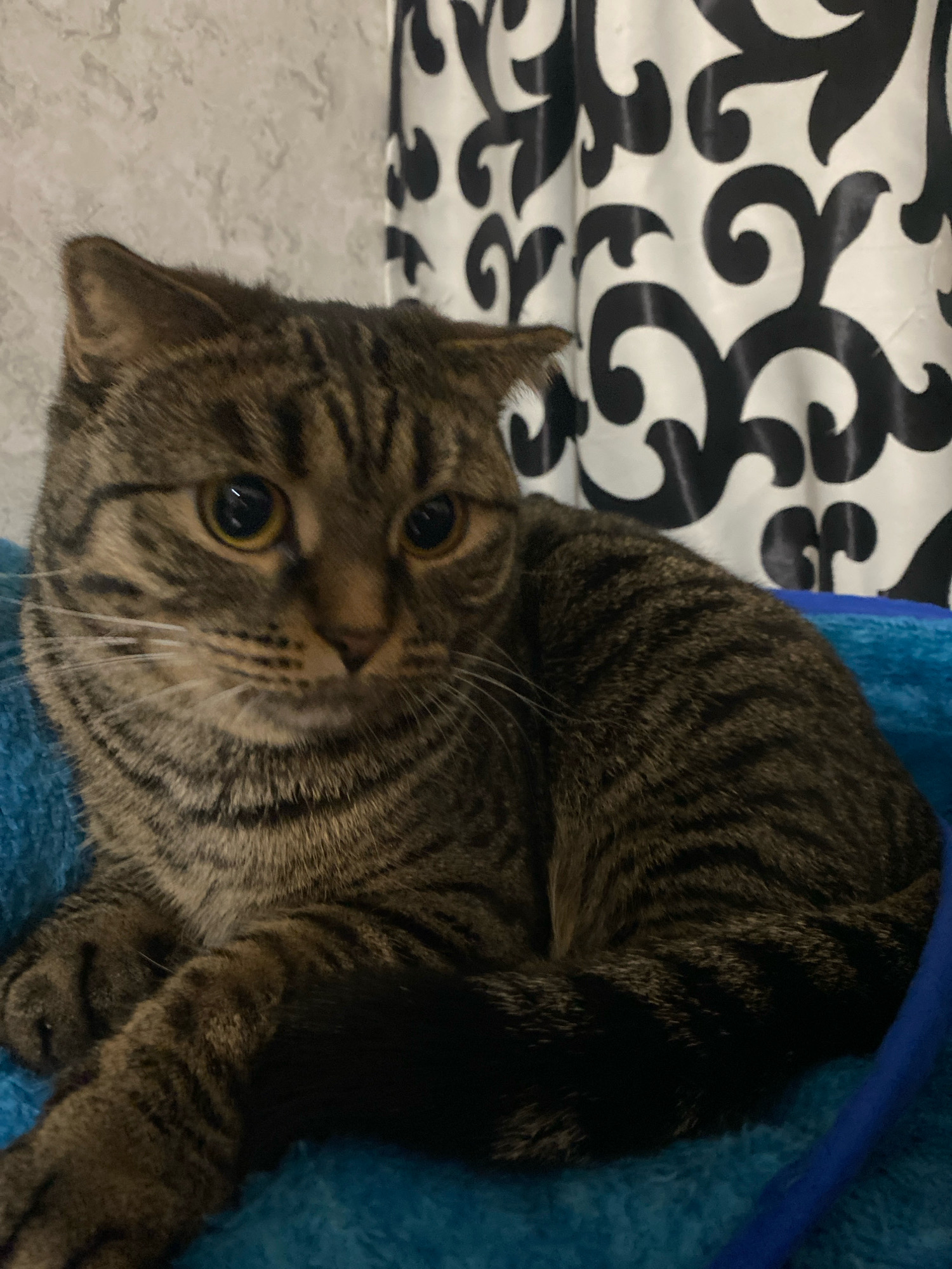A medium shot shows a tabby cat with striped brown and black fur lying on a bright blue textured surface, possibly a blanket or cushion. The cat is facing the camera, with its head slightly turned to its left. Its eyes are large and golden-yellow, with dark pupils. Its ears are slightly flattened, suggesting a relaxed or perhaps cautious mood. The background features a textured light gray wall on the left and a black and white patterned curtain on the right. The image appears to have been taken indoors. There is no identifiable location in the city of Kostanay, Kazakhstan.