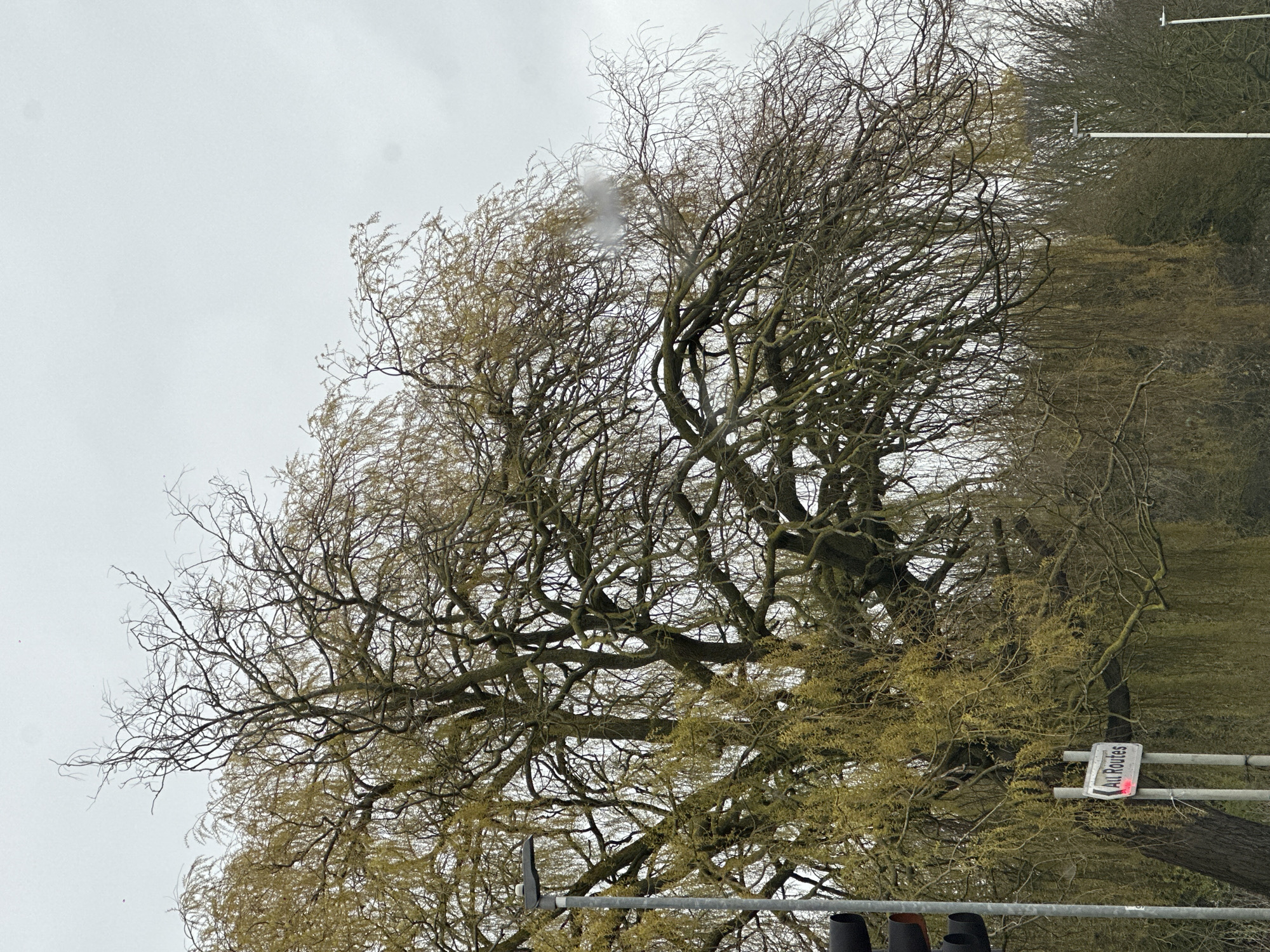The scene depicts a roadside view at the junction of Roundacre and Southernhay/Cranes Farm Road in Basildon, United Kingdom, under an overcast sky. A large, mature weeping willow tree occupies the left and center of the frame, characterized by numerous gnarled, bare branches interspersed with early spring yellow-green foliage or catkins. The tree's bark and branches show signs of moss or lichen growth. In the left foreground, a grey utility pole supports a vertical stack of black traffic signal lights. Below the traffic lights, a secondary grey pole displays a white rectangular road sign with a red border and a left-pointing arrow, bearing the text "All Routes." The red border and lettering exhibit a reflective or illuminated quality. The background on the right consists of several additional bare-branched deciduous trees and two white streetlights with dark fixture tops. A small, indistinct, light-colored blur is visible within the upper branches of the willow tree. No individuals or active interactions are depicted.