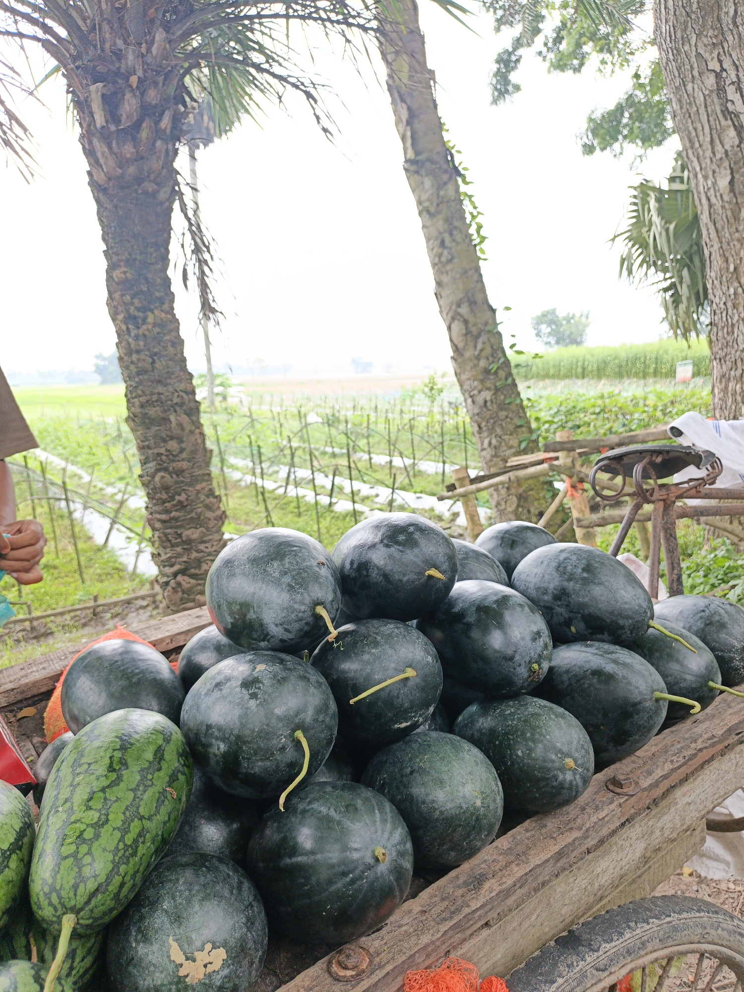 A wooden cart filled with ripe watermelons is parked on a dirt path in Jashore, Bangladesh. The cart is positioned outdoors, with lush green fields and trees in the background, suggesting a rural or semi-rural setting. Two palm trees stand tall behind the cart, their fronds reaching towards a bright, overcast sky. A person's arm and hand, wearing a brown shirt, are visible on the left side of the image, holding a blue plastic bag. The watermelons are dark green, some with lighter streaks, and are stacked in the cart. One elongated, lighter green watermelon with a patterned rind is visible on the left side of the cart. In the background, a white sheet covers an object behind the cart, and a rustic metal cart with a saddle is also present. The scene appears to be a roadside stall or a fruit vendor's setup.