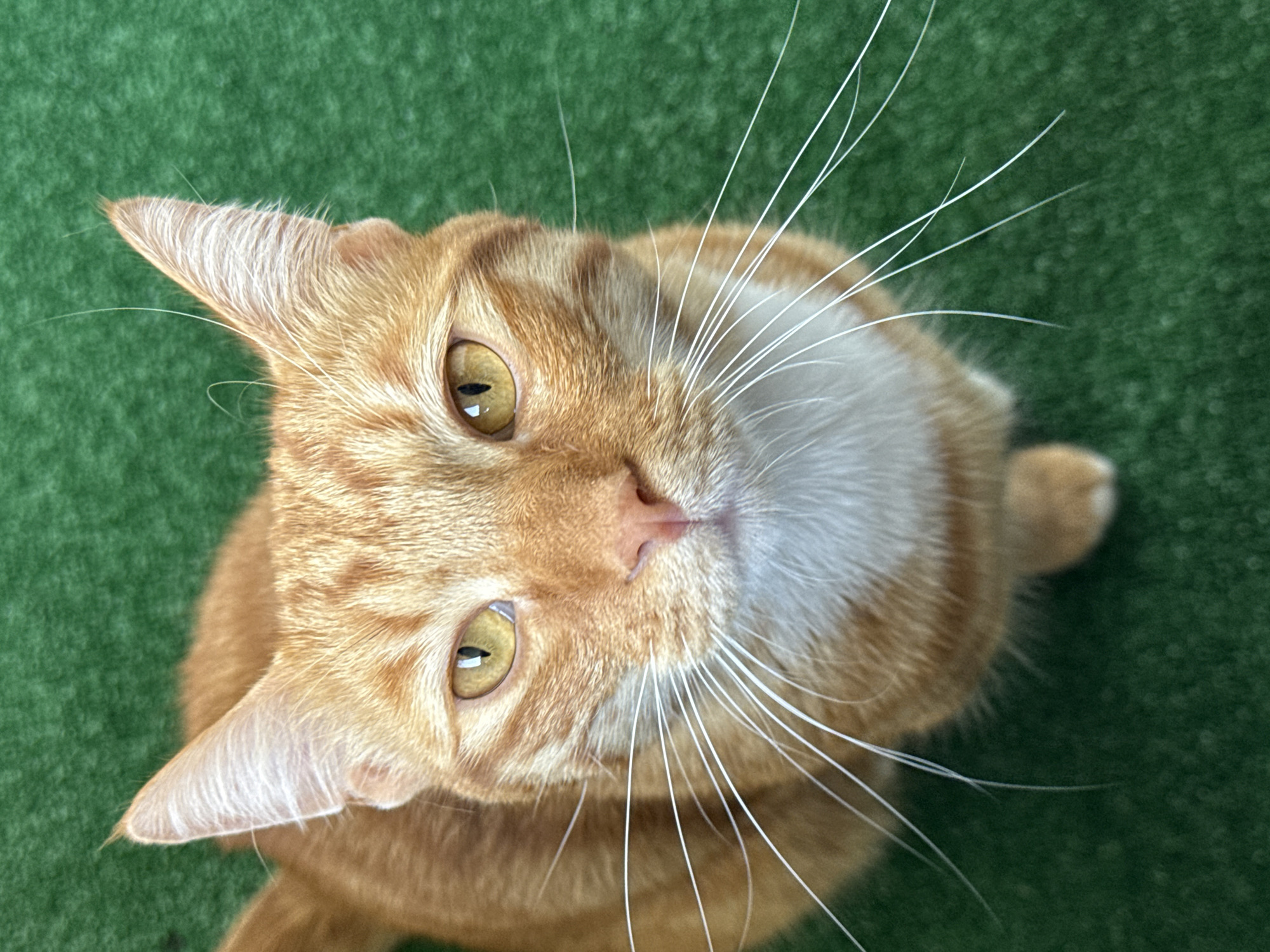 This is a high-angle, close-up, eye-level shot of an orange tabby cat. The cat is looking directly at the camera with bright yellow eyes. Its fur is a vibrant orange with darker tabby markings on its head and ears. The cat has a white ruff around its neck and long, white whiskers that extend outwards. The background is a textured, green surface, possibly artificial turf, with a shallow depth of field that blurs the details of the background. There are no people or other animals visible in the image. The location in Vratsa, Bulgaria is not discernible from the visual information provided.
