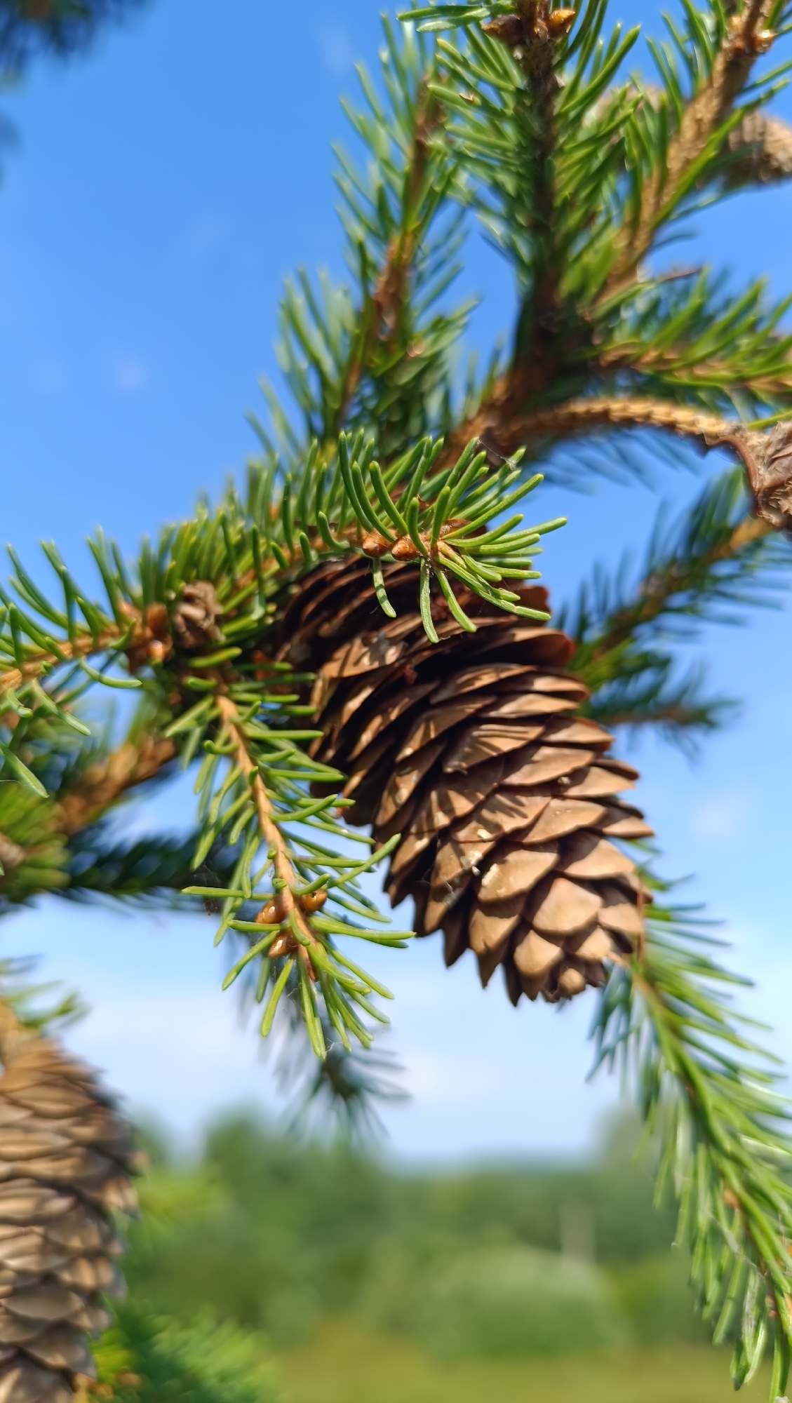 A close-up, vertical shot shows a pine cone hanging from a fir tree branch against a clear blue sky. The pine cone is brown and detailed, with visible scales. The green needles of the fir tree are sharp and extend outwards. In the background, out of focus, is a blurred green landscape, suggesting an outdoor natural setting. There are no people or man-made structures visible. The lighting appears to be natural daylight, creating a bright and airy atmosphere. The image is taken from a low angle looking up towards the sky.
