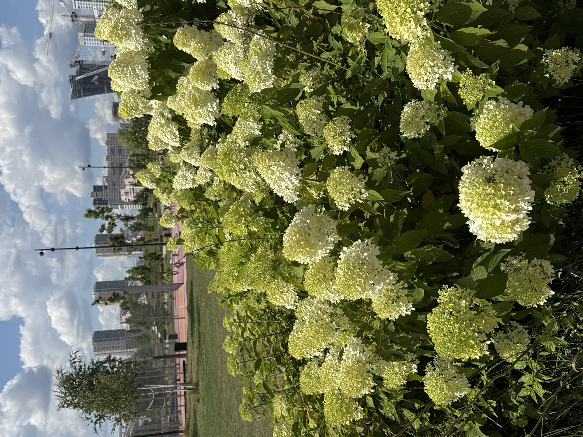 This is an outdoor, eye-level, medium shot photo taken on a sunny day. In the foreground, a dense shrub of white and lime-green hydrangeas fills the frame. The hydrangeas are in various stages of bloom, with some flowers fully opened and others still forming conical clusters. The background depicts a park area with a grassy lawn on the left and a pink-surfaced sports court with benches and fencing on the right. Further in the background, tall, modern residential buildings and construction cranes are visible against a partly cloudy blue sky. This scene is located in Khimki, Russia, likely within a newly developed urban park or recreational area, given the modern architecture and landscaping. There are no people or animals visible in the image.