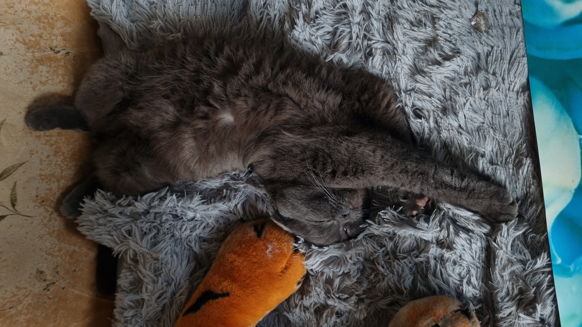 A gray cat is sleeping on a gray fluffy rug next to an orange stuffed toy with black stripes. The cat is lying on its back with its paws in the air. Its eyes are closed, and its mouth is slightly open. The stuffed toy is a tiger. The rug is soft and textured. The background is a patterned wallpaper. The scene appears to be indoors, possibly in a home in the city of Vysokoe, Russia.