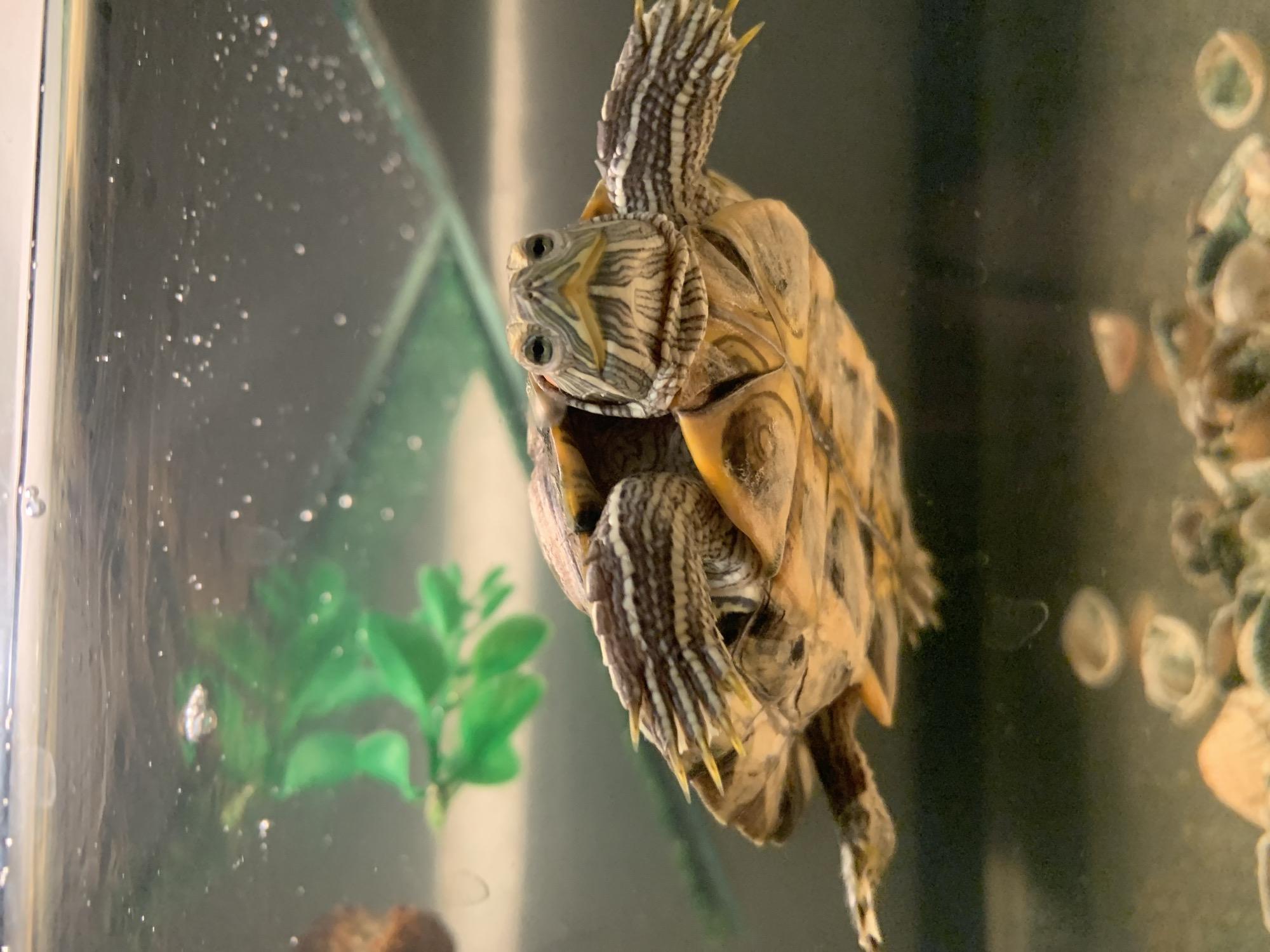 This media file shows a close-up, vertical shot of a red-eared slider turtle clinging to the glass wall of an aquarium. The turtle is upside down, with its head facing downwards and its legs extended. Its shell is a mottled brown and yellow, and its skin has distinct black and yellow stripes. The turtle's eyes are visible, and its head is slightly turned, giving it a curious expression. Bubbles are visible on the glass and in the water, suggesting the presence of an aeration system. In the background, a blurred green artificial plant can be seen, along with the out-of-focus shapes of decorative stones or shells in the aquarium. The lighting is somewhat dim, but highlights the texture and patterns on the turtle's shell and skin. There is no visible text in the image. The setting is clearly an indoor aquarium.