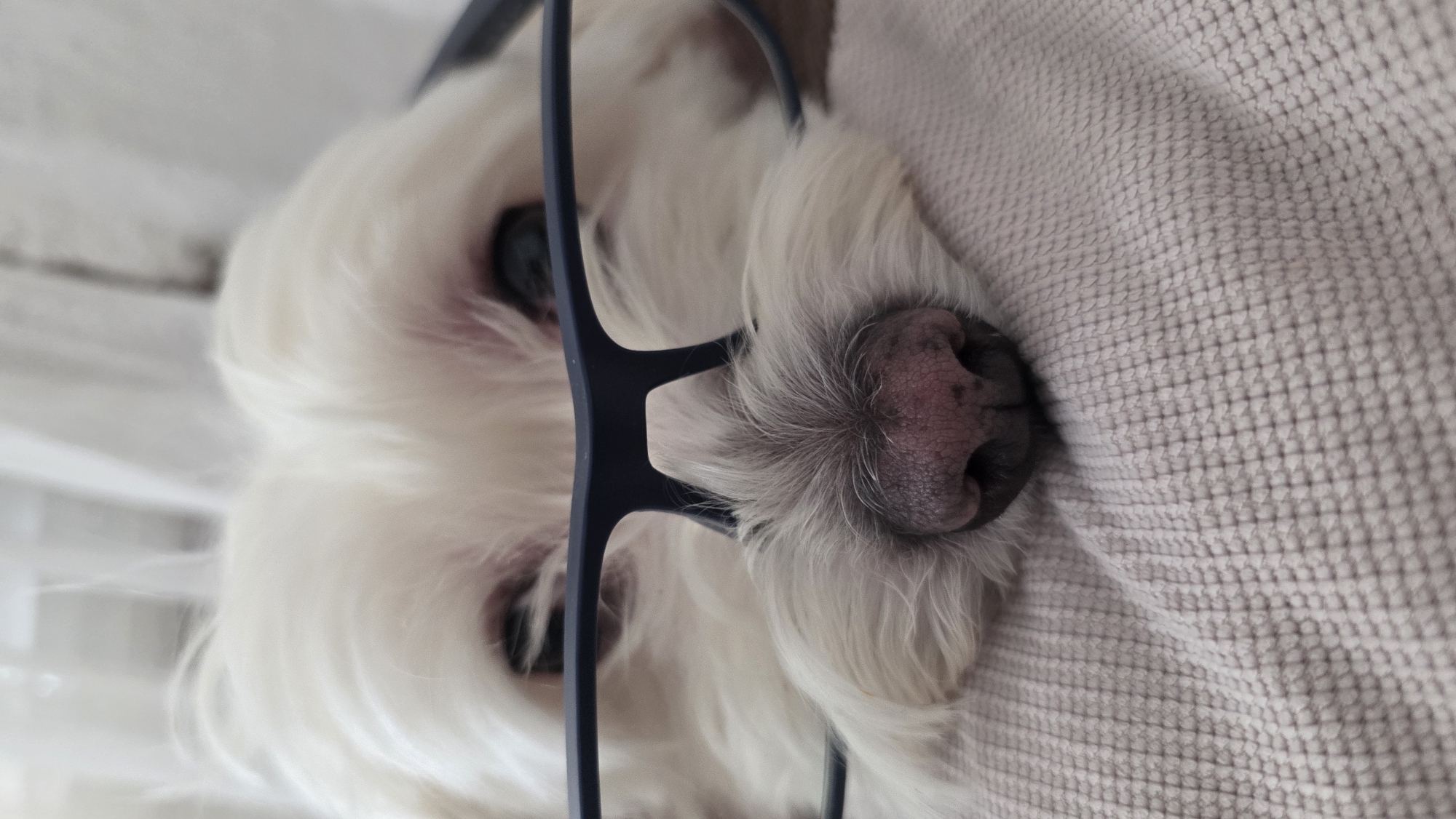 A close-up, vertically oriented, low-angle shot shows the face of a white dog wearing dark-rimmed glasses. The dog is lying on a textured, light-colored blanket. The dog's nose, a prominent feature, is pink with dark speckles and is partially obscured by the glasses. The dog's eyes are dark and appear to be looking forward, though one eye is more visible than the other. The dog's white fur is fluffy and frames its face. The glasses have a dark frame and are positioned low on the dog's snout, as if it's trying to see over them. The background is a blurred mix of white and light gray, suggesting an indoor setting. The lighting appears soft and even, possibly from natural light filtering into a room. The overall impression is one of a cute and somewhat humorous moment captured with the dog adorned in eyewear. The image is sharpest on the dog's nose and the glasses, with the fur and background exhibiting a softer focus.