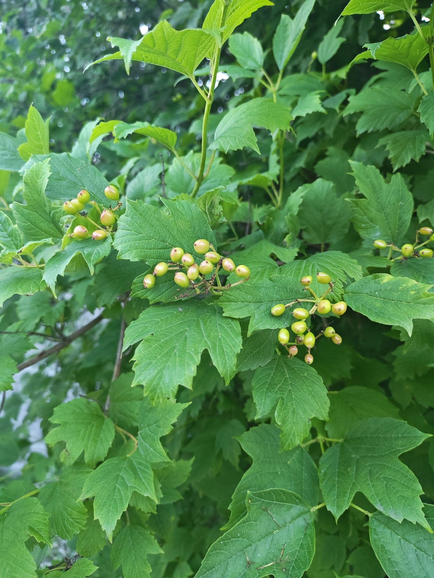 The image shows a close-up view of a green leafy plant with clusters of small, unripe berries. The berries are oval-shaped and light green with some hints of pinkish-red. They are growing in bunches on thin stems, attached to branches with large, lobed green leaves. The leaves are textured with prominent veins and have serrated edges. The background is a blur of more green foliage and some dappled light, suggesting an outdoor setting. No people or specific city landmarks are visible in the image. The scene is consistent with a plant in a garden or natural environment within Васильково, Russia.