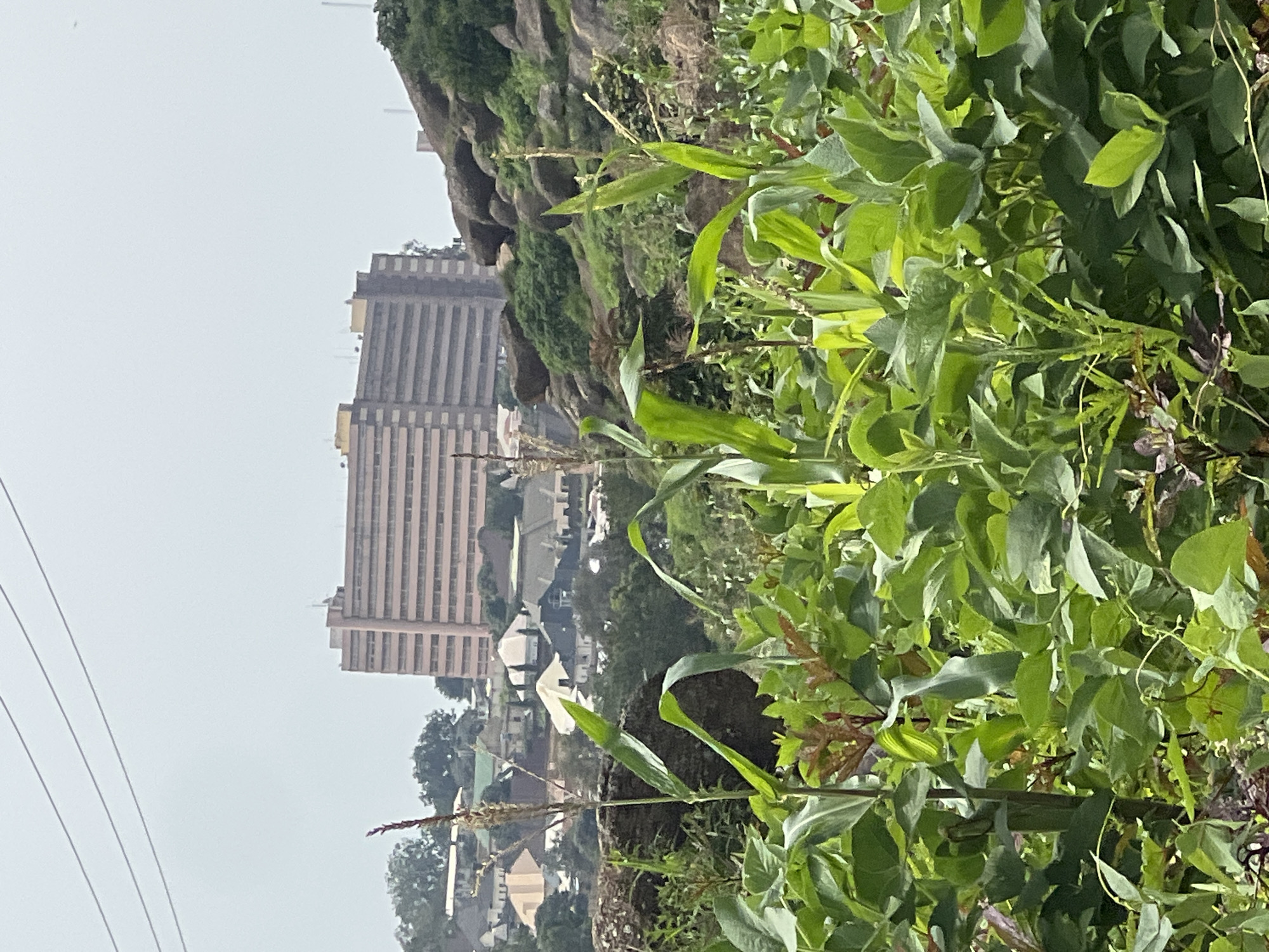 In Jos, Nigeria, this image captures a bustling urban landscape bordered by rugged, rocky terrain and lush greenery. In the foreground, a vibrant field of crops, possibly soybeans or corn, thrives under an overcast sky. The plants, with their broad, green leaves, create a dense canopy, hinting at a fertile agricultural presence within the city.
Dominating the mid-ground is a collection of residential buildings, their roofs a mix of warm earth tones and crisp white. These homes, with their varied architectural styles, suggest a densely populated neighborhood. Beyond the houses, a massive, multi-story building rises, its pale pink facade marked by rows of windows, a testament to modern development. The building's sheer scale contrasts with the more traditional homes below.
The background is a striking natural feature - a steep, rocky incline covered in hardy green vegetation. These boulders, weathered and ancient, provide a dramatic backdrop to the urban sprawl. The overall scene depicts a dynamic interplay between nature and human settlement, with Jos's unique topography shaping its cityscape. The presence of overhead power lines suggests the city's connection to infrastructure and energy, further grounding the scene in its reality. The image is devoid of any human figures, focusing instead on the built environment and the natural landscape.