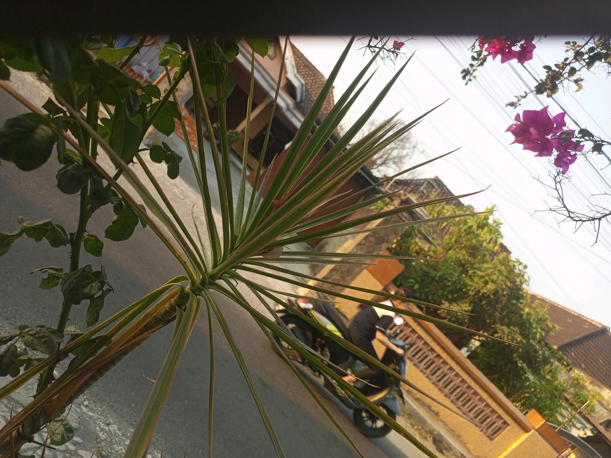 The image captures a street scene in Ngasem, Indonesia, viewed from behind some foliage. In the foreground, a spiky green plant dominates, its leaves angled upwards and to the right. Behind the plant, a person is seated on a black and grey scooter, facing right. The scooter is parked on the side of a paved road. To the right of the scooter, a wall with a patterned brick design runs along the edge of a property. Beyond the wall, lush green trees and tiled roofs of houses are visible under a bright, overcast sky. Overhead, electrical wires crisscross the frame. Two clusters of vibrant pink bougainvillea flowers are also visible, adding a splash of color to the scene. The overall impression is of a typical residential street in Indonesia, with elements of nature and everyday life.