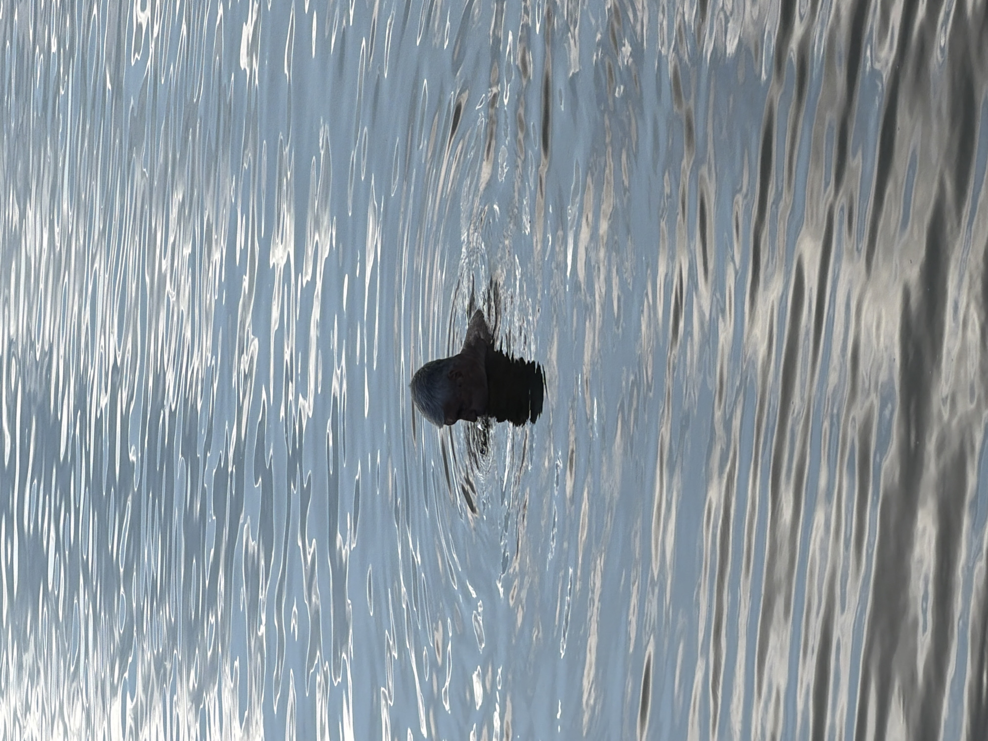 An elderly man with grey hair is swimming in a body of water, with only his head and shoulders visible above the surface. The water is choppy and reflects the sky, creating a pattern of light and dark ripples across the image. The scene is set in Malakhovka, Russia, suggesting a natural outdoor environment, possibly a lake or river. The man appears to be alone, and his posture indicates he is actively swimming. The overall impression is one of a peaceful, solitary moment in nature.