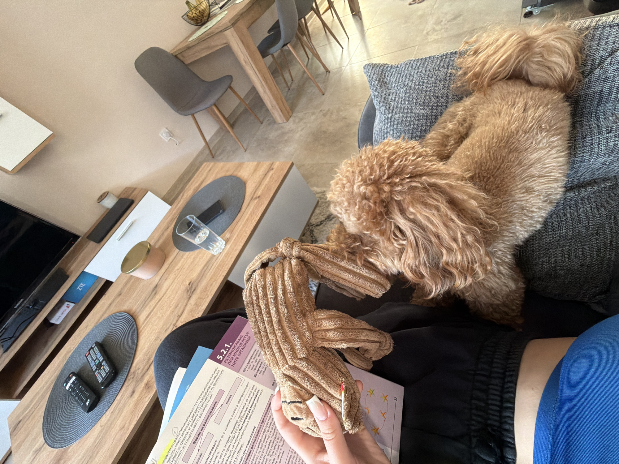The image shows a person sitting on a gray sofa with a light brown poodle lying next to them. The person is holding a stuffed bunny toy and a textbook. The scene is indoors, likely a living room, with a coffee table and television stand visible. The TV stand holds two remote controls and a ZTE box. In the background, there's a dining table with chairs. The OCR suggests that the text in the book is about reproduction in multi-cellular organisms.
There is no indication of location in Litakovo, Bulgaria in this image.