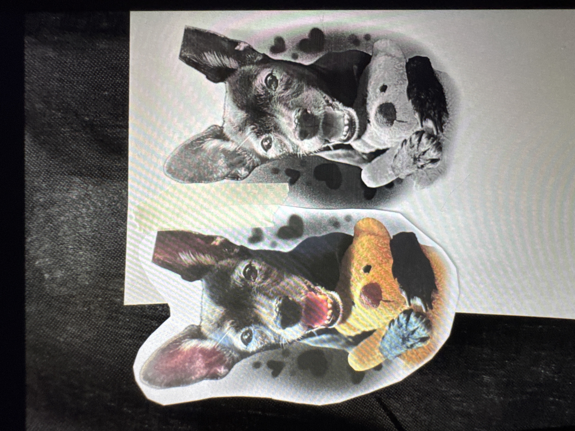 The image shows two near-identical decals of a dog holding a teddy bear, placed on a dark fabric surface. One decal is in color, depicting a black and tan dog with its mouth open and a yellow teddy bear. The second decal is in grayscale, showing the same dog and a gray teddy bear. The background of the decals features a subtle pattern of hearts. The overall scene is informal, suggesting a personal item or display. There is no indication of location in Plovdiv, Bulgaria.