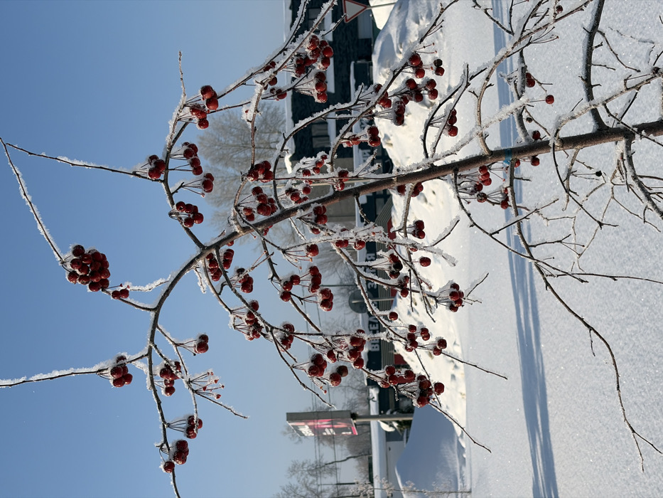 The image depicts a winter cityscape in Chaikovsky, Russia, characterized by bright sunlight and extensive snow cover. In the immediate foreground, a deciduous tree or shrub displays numerous clusters of small, vivid red berries, likely crabapples. Its bare branches and many of the berries are coated with a distinct layer of white frost or rime ice, glistening under the direct sunlight. The ground is blanketed in deep, untouched snow, exhibiting sparkling highlights and subtle shadows.
In the midground, several urban elements are visible. To the left, a large, dark advertising billboard stands, featuring the Russian text "БЕЛЫЙ ВЕТЕР" (White Wind), identifying it as likely an electronics store. Behind it, a low-rise building with horizontal dark cladding is partially visible. Further to the right, another multi-story building with dark windows and a snow-covered roof is present. A red triangular road sign, indicative of a "Yield" or "Give Way" sign, is partially visible on the right side of the midground. Large snowdrifts are accumulated around these structures. The background consists of a clear, brilliant blue sky, with the silhouettes of distant, bare trees faintly discernible on the horizon. There are no people visible in the scene. The overall impression is that of a clear, cold winter day.