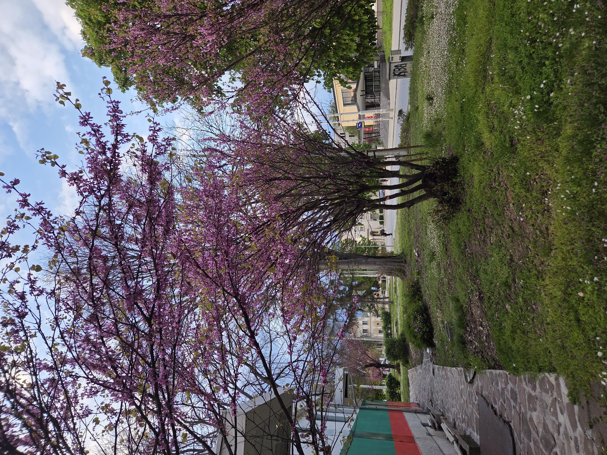 This image, correctly oriented, depicts a vibrant spring day in a park or green urban area. The foreground and mid-ground are dominated by several trees in full bloom, adorned with striking pinkish-purple blossoms, characteristic of Judas trees, and some emerging fresh green leaves. Beneath these trees, a lush expanse of green grass is visible, dotted with numerous small white flowers resembling daisies.
To the right, a paved walkway constructed from irregularly shaped reddish and gray stones extends into the distance. Beyond the trees and grassy area, a street or road is discernible, flanked by buildings. One building exhibits a light yellow facade, while another in the background appears lighter-colored. A small portion of a parked car can be faintly seen behind the trees. Further back in the green space, a large, mature tree with robust, bare branches stands out.
The sky is a bright, clear blue, accented by soft, scattered white clouds, indicating fair daytime weather, likely during the spring season. No explicit activities or identifiable individuals are depicted. A notable detail includes a section of a building or wall in the lower-left corner painted with green and red stripes, evocative of the Bulgarian flag colors, consistent with the Pleven, Bulgaria location context. On a dark structure or sign positioned near the street, the letters "KSBA" are visible, possibly as graffiti or a part of signage. The scene conveys a peaceful and refreshing spring atmosphere.