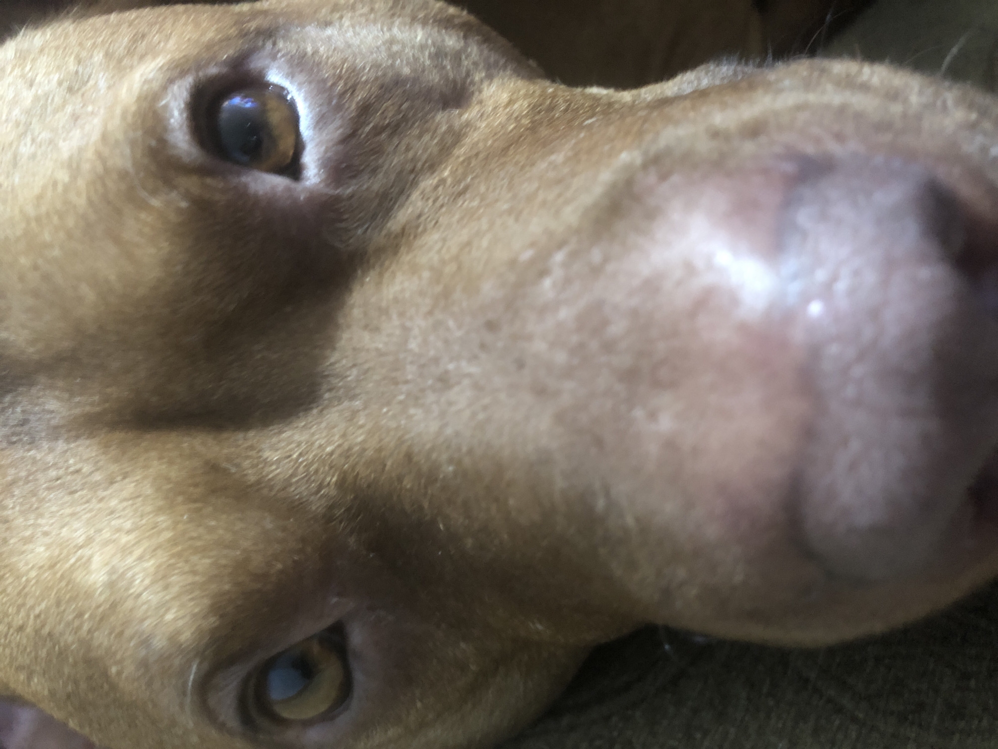 A close-up image captures the head of a light-brown dog, likely a Vizsla or similar breed. The dog's left eye is in focus, with a visible pupil. The nose is large and dominates the right side of the frame. The background is blurred. The image was not taken in Sofia, Bulgaria.