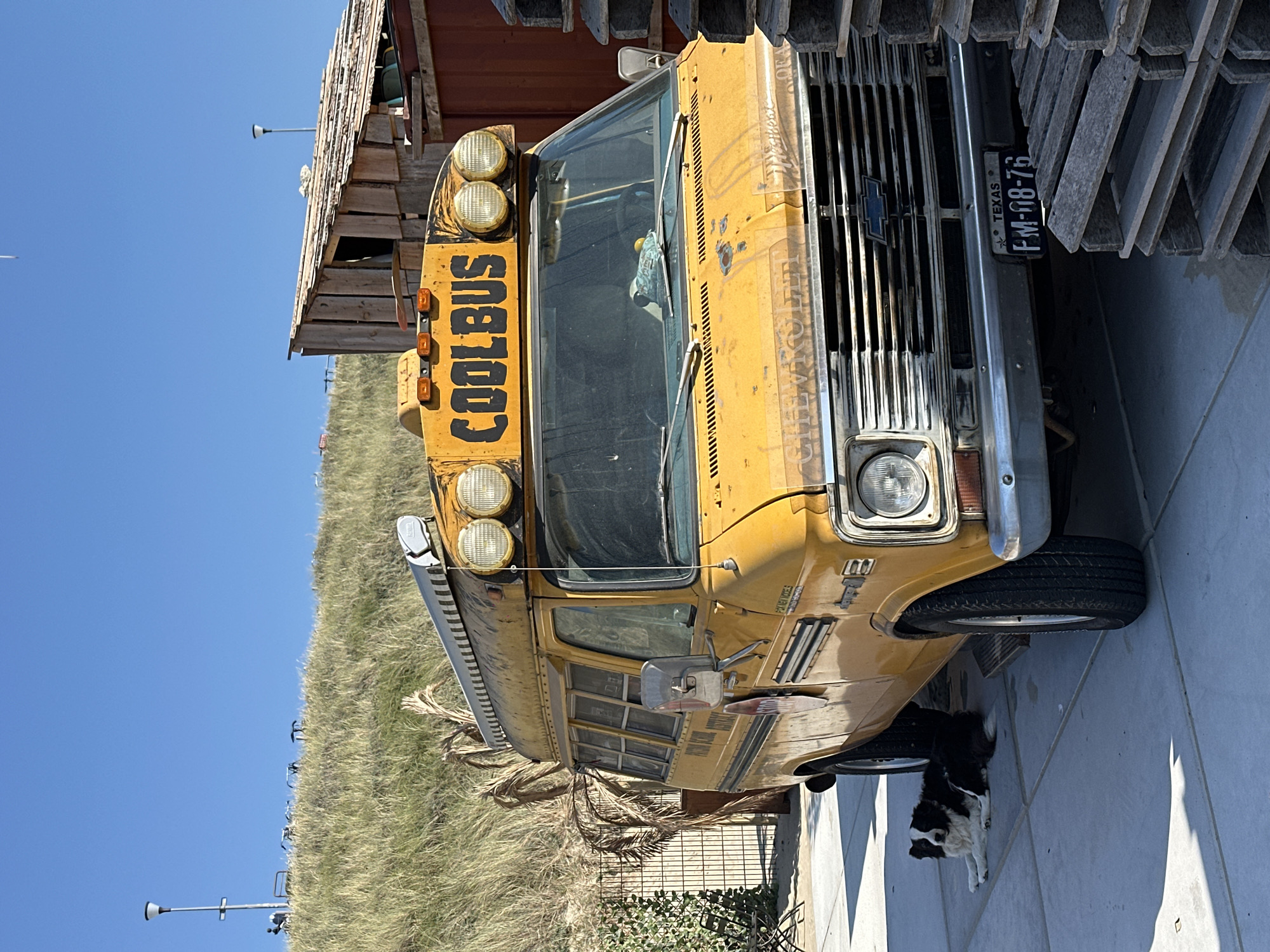 The image depicts a weathered yellow school bus, labeled "COOLBUS" on its front, parked on a paved area in Zandvoort, Netherlands. A border collie dog is lying down to the left of the bus. In the background, a sandy dune covered in grass rises, with a few bicycles and lampposts visible at the crest. A rustic wooden structure stands to the right of the bus. The scene is illuminated by bright sunlight, casting distinct shadows on the ground. The Texas license plate "FM-08-76" is visible on the front of the bus.