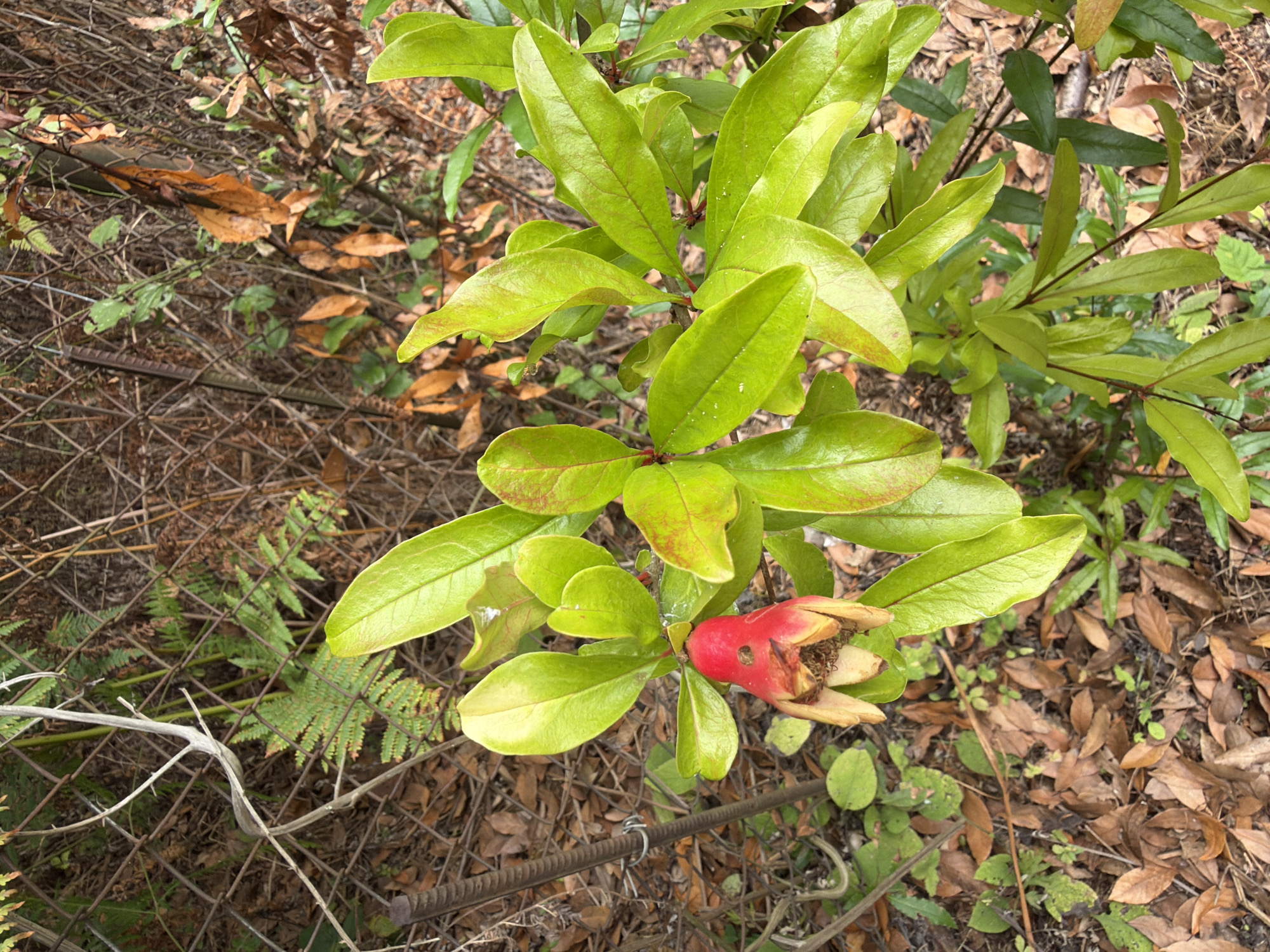 An image, taken in Kveda Sameba, Georgia, depicts a plant with vibrant green leaves and a single red blossom. The blossom, partially open, has a distinct red color with yellowish-brown accents. The plant is surrounded by fallen leaves on the ground, creating a natural, somewhat wild environment. A chain-link fence forms a backdrop to the scene, with a metal rebar stake visible on the left side of the image. The overall impression is of a close-up view of nature, focusing on the details of the plant and its immediate surroundings.