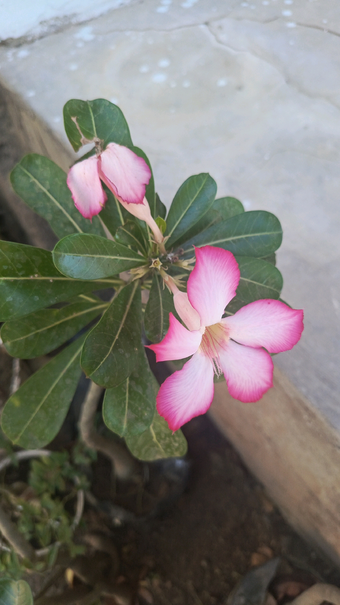 In Bajang, Indonesia, a close-up shot captures two pink desert rose flowers in full bloom. The larger, dominant flower displays five delicate petals, each graduating from a vibrant pink at the edge to a soft white at the center, where delicate stamens are visible. Beside it, a smaller, partially opened flower, also in shades of pink, is accompanied by lush green leaves. The background is a textured, light-colored concrete surface, suggesting an outdoor setting, possibly a garden or pathway. The image is shot from a high angle, looking down on the flowers and leaves.