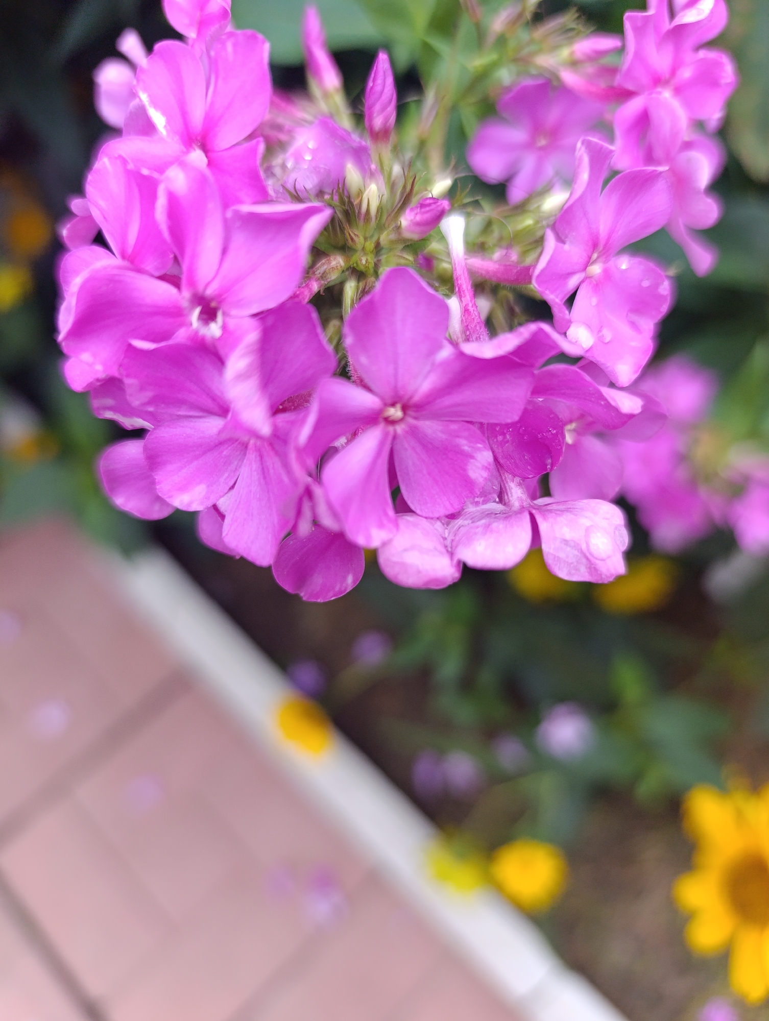 This is a close-up, eye-level, vertical, slightly angled shot of a cluster of bright pink phlox flowers in the city of Artyom, Russia. The flowers are in focus, with water droplets visible on some of the petals. The background is blurred, showing greenery and hints of yellow and purple flowers. In the lower left portion of the image, a blurred tiled surface with a pinkish hue is visible, possibly a pathway or patio. The lighting suggests it is daytime, with soft, natural light illuminating the flowers.