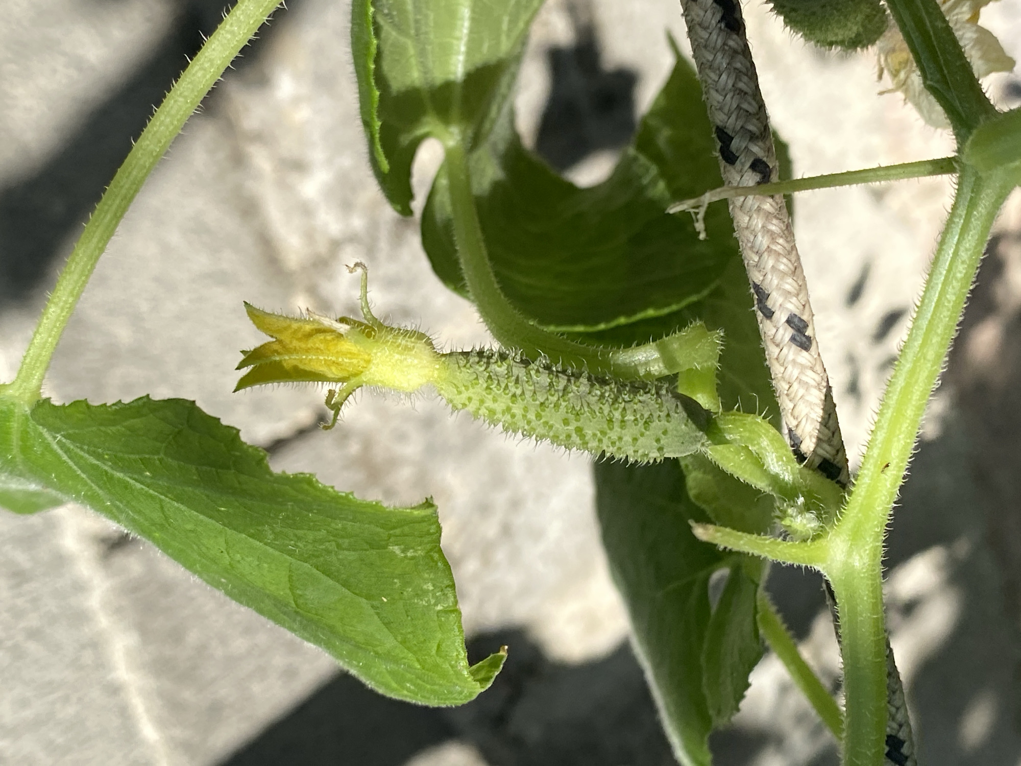 The image shows a close-up of a young cucumber developing on a vine. The cucumber is small, green, and covered in tiny spines, with a yellow flower bud at its tip. The vine itself is green and fuzzy, with small tendrils. Large green leaves surround the developing cucumber. A thick rope, with a pattern of black and white strands, runs horizontally across the lower part of the frame, with the vine growing over it. The background is blurred and appears to be a light-colored, textured surface, possibly a wall or paving stones. The lighting suggests it is daytime, with sunlight casting shadows. The location is Zgrade, Montenegro, but no specific landmarks are visible to further pinpoint the exact spot within the city. There are no people or animals in the image.