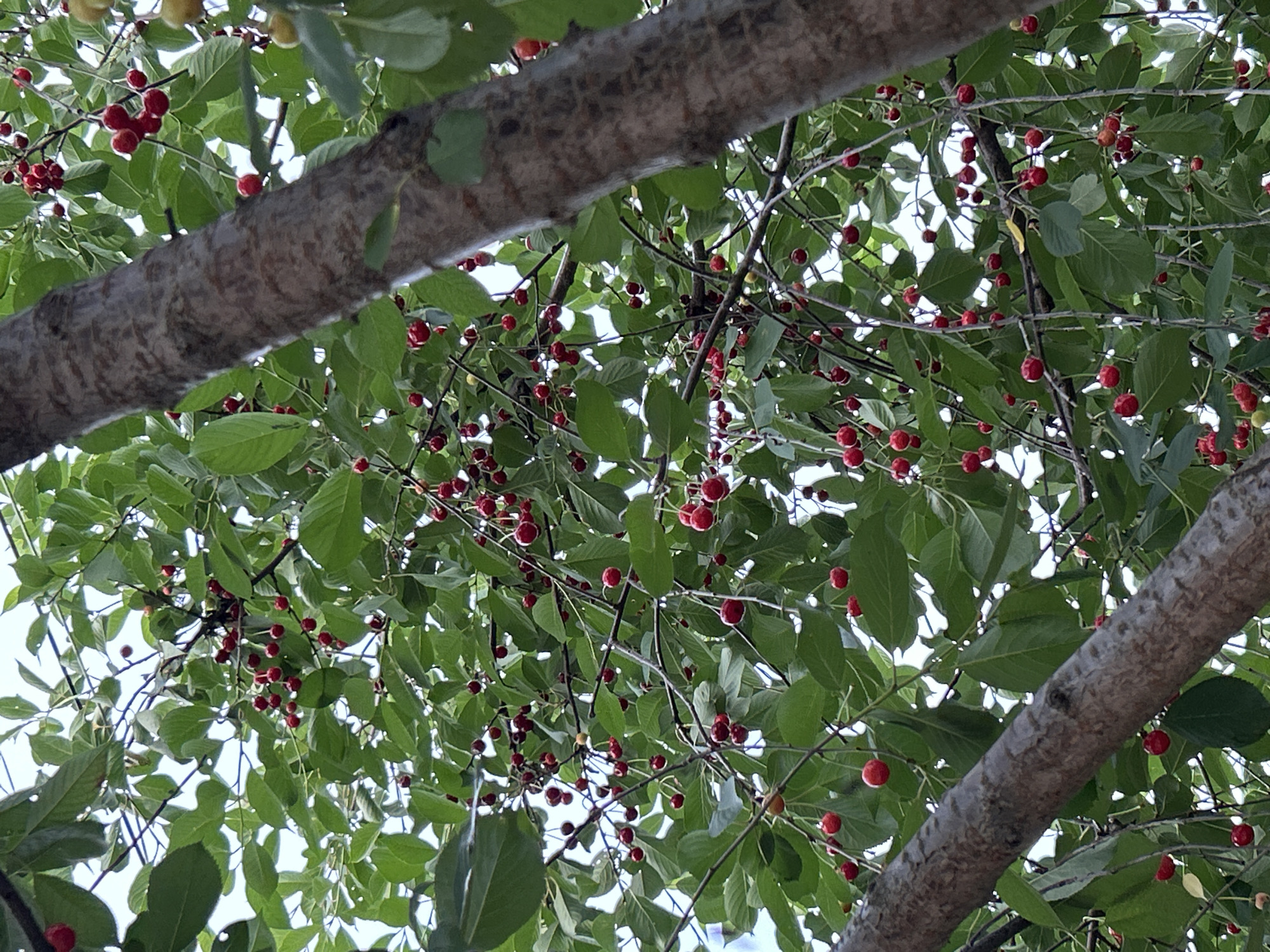 The image shows a close-up view of a cherry tree laden with ripe cherries. The cherries are predominantly a bright red color, with some appearing slightly lighter or on the verge of ripening. They are clustered on thin stems, hanging from the branches amidst vibrant green leaves. The branches of the tree are brown and textured, with a particularly thick, textured trunk dominating the right side of the frame. The background consists of a light sky, suggesting it is daytime. The scene is set outdoors, within the rural landscape of Gorna Mitropolia, Bulgaria. There are no people or any visible human interaction in the image. The focus is solely on the natural bounty of the cherry tree.