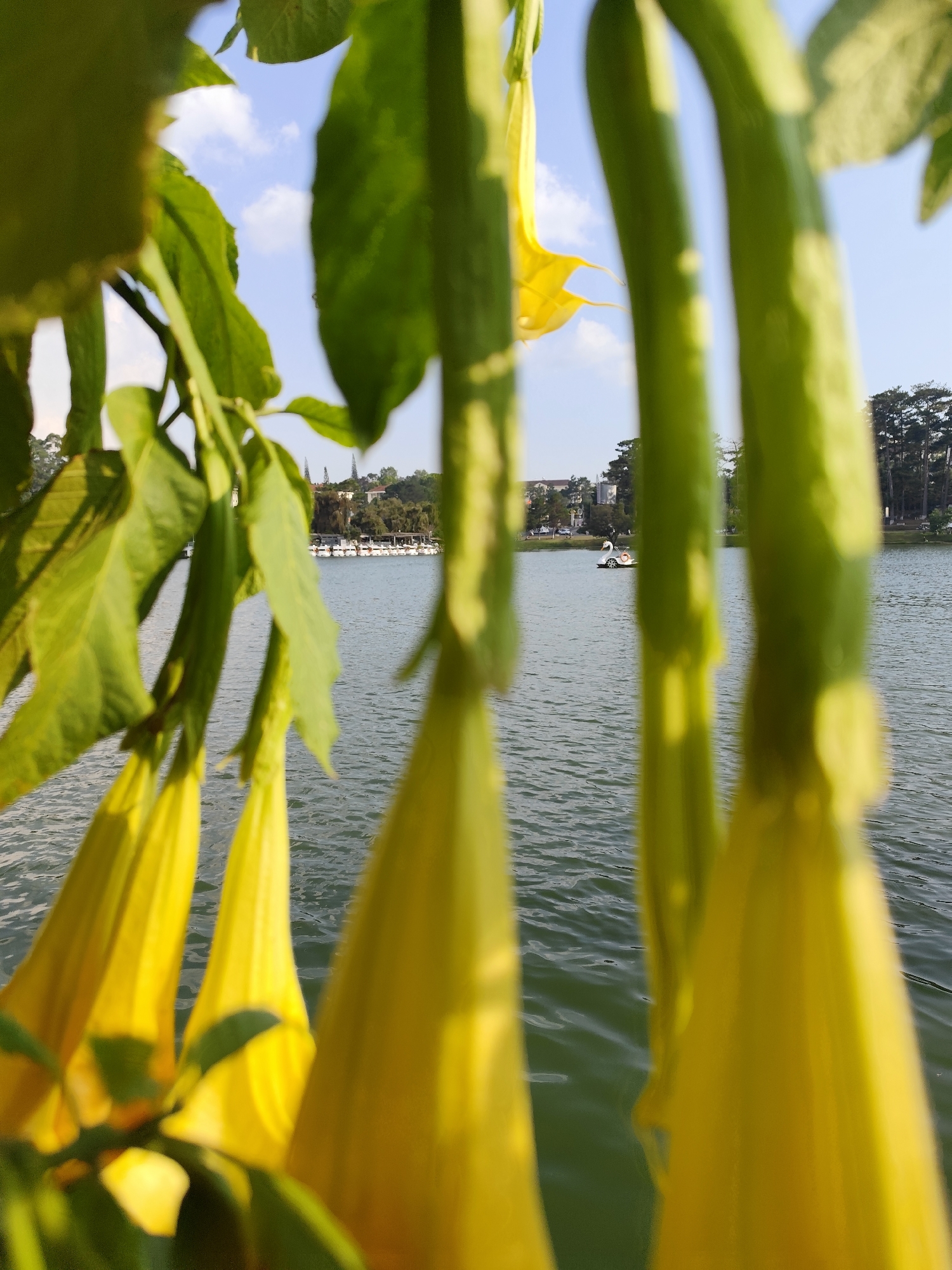 A scenic view of Xuan Huong Lake in Da Lat, Vietnam, is framed by hanging yellow bell-shaped flowers and lush green leaves in the foreground. The calm, green waters of the lake stretch out, with glimpses of buildings and trees on the opposite shore. A white swan-shaped paddle boat is visible on the water. The sky is blue with some scattered clouds.