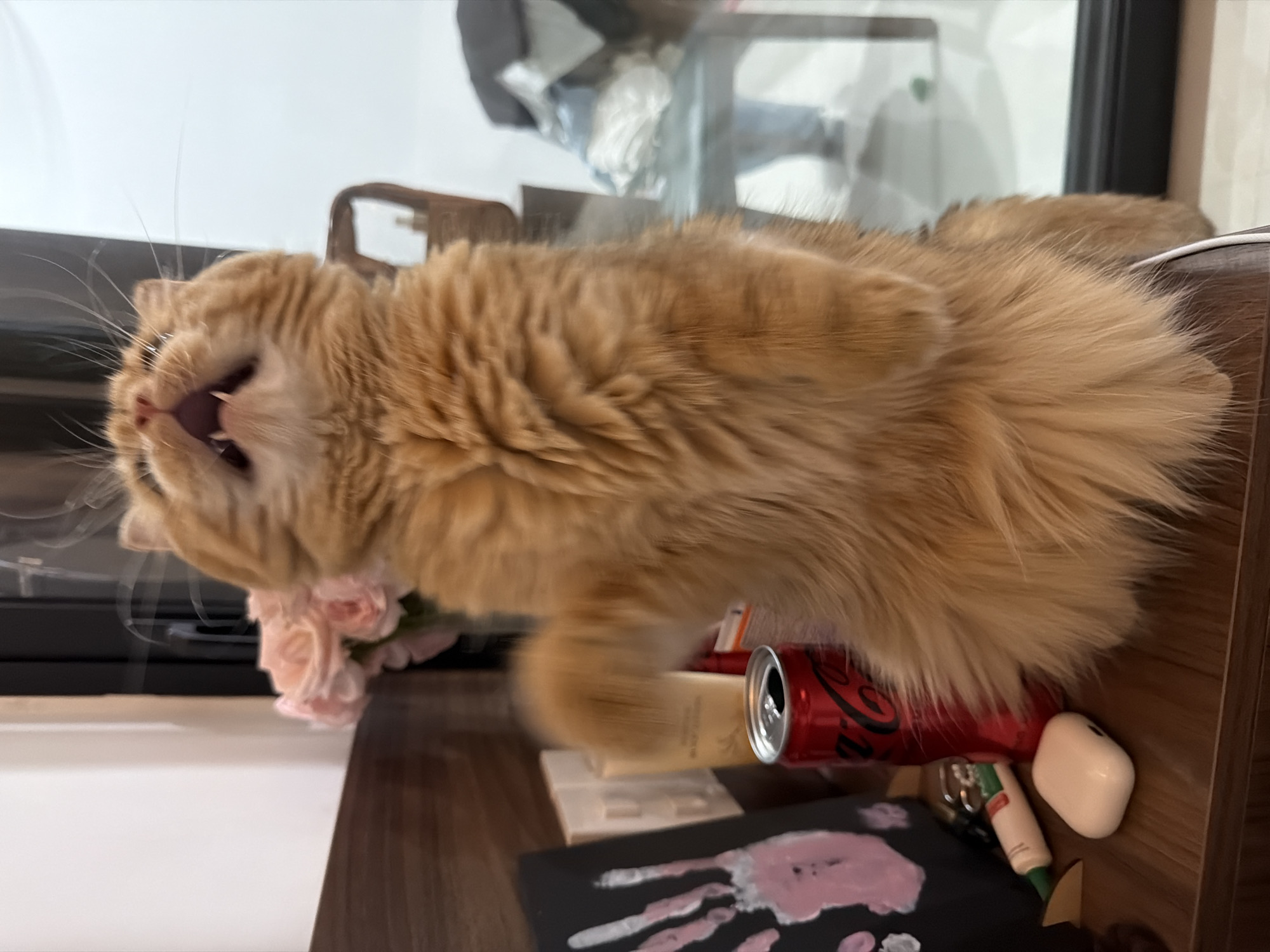 In this image, an orange cat is captured mid-yawn, with its mouth wide open and fangs visible. The cat's fur is long and fluffy, and it appears to be lying on a wooden surface. To the left of the cat, a small bouquet of pink flowers is visible, and to the right, a red Coca-Cola can and a white earbud case are on the same surface. The background is blurred, but it suggests an indoor setting with a window and some shelving units. The overall impression is that of a playful or sleepy moment captured at home. The scene appears to be set in an indoor environment, possibly a desk or table, with the wooden surface and the items on it suggesting a personal space. The cat's expression conveys a sense of relaxation or perhaps a playful stretch. The image has a natural, candid feel, as if the moment was not posed.