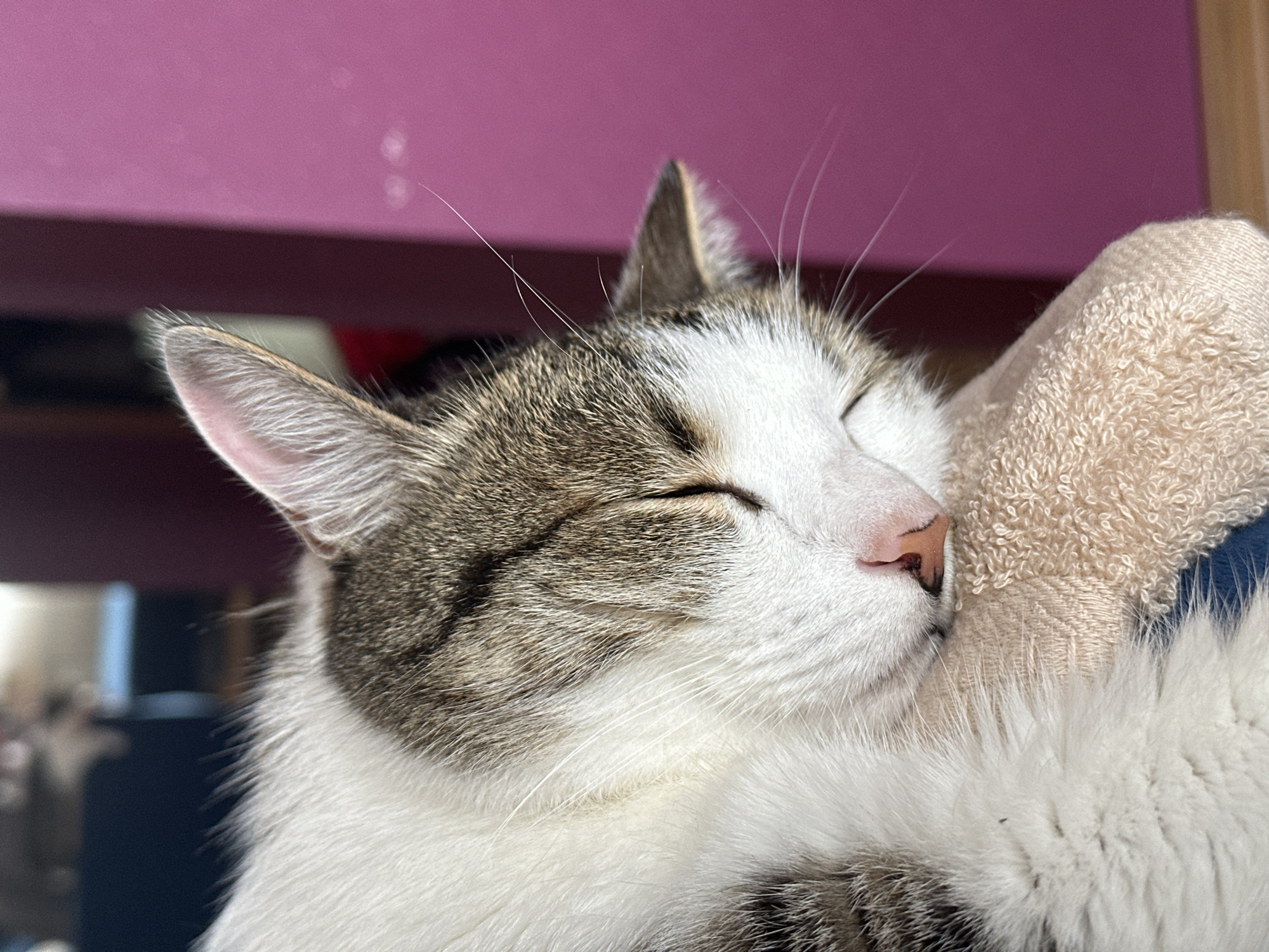 A close-up shot depicts a cat sleeping. The cat is white with gray tabby markings on its head and body. It has a pink nose and closed eyes. The cat is resting its head on a light-colored, textured cloth. The background is blurred, with a pink surface visible in the upper left corner. The location is undetermined, and there's no information to indicate that it is in Krasnoyarsk, Russia.