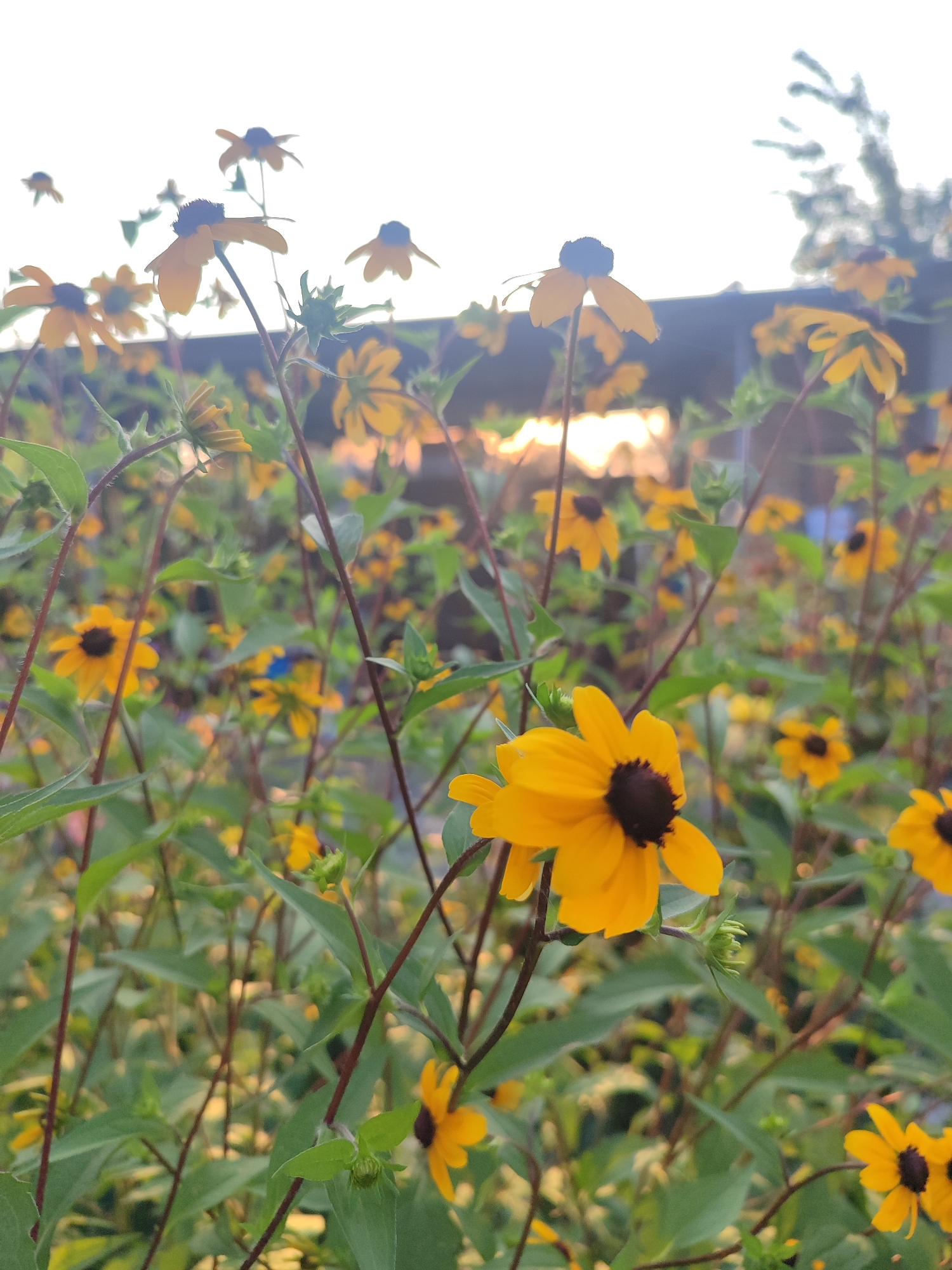 A shallow depth of field photograph captures a dense cluster of bright yellow black-eyed Susan flowers with dark brown centers, set against a muted background. The flowers, in various stages of bloom, are interspersed with green foliage and thin, dark stems, some of which are topped with small, unopened buds. The foreground is dominated by several prominent flowers, one of which is in sharp focus, showcasing its detailed petals and textured center. The background is blurred, with hints of a fence or structure and the bright, hazy sky suggesting it is either sunrise or sunset, casting a warm glow. The scene appears to be outdoors, likely in a garden or natural setting within an urban environment, given the faint presence of man-made structures.